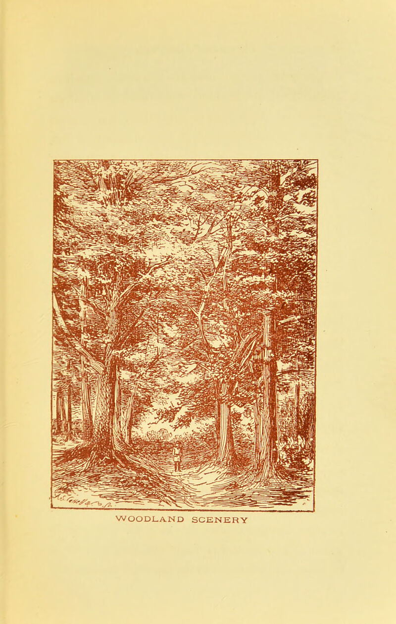 WOODLAND SCENERY