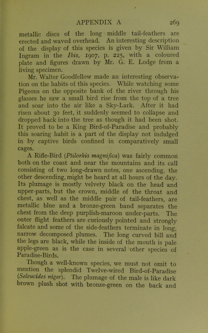 metallic discs of the long middle tail-feathers are erected and waved overhead. An interesting description of the display of this species is given by Sir William Ingram in the Ibis, 1907, p. 225, with a coloured plate and figures drawn by Mr. G. E. Lodge from a living specimen. Mr. Walter Goodfellow made an interesting observa- tion on the habits of this species. While watching some Pigeons on the opposite bank of the river through his glasses he saw a small bird rise from the top of a tree and soar into the air like a Sky-Lark. After it had risen about 30 feet, it suddenly seemed to collapse and dropped back into the tree as though it had been shot. It proved to be a King Bird-of-Paradise and probably this soaring habit is a part of the display not indulged in by captive birds confined in comparatively small cages. A Rifle-Bird (Ptilorhis magnified) was fairly common both on the coast and near the mountains and its call consisting of two long-drawn notes, one ascending, the other descending, might be heard at all hours of the day. Its plumage is mostly velvety black on the head and upper-parts, but the crown, middle of the throat and chest, as well as the middle pair of tail-feathers, are metallic blue and a bronze-green band separates the chest from the deep purplish-maroon under-parts. The outer flight feathers are curiously pointed and strongly falcate and some of the side-feathers terminate in long, narrow decomposed plumes. The long curved bill and the legs are black, while the inside of the mouth is pale apple-green as is the case in several other species of Paradise-Birds. Though a well-known species, we must not omit to mention the splendid Twelve-wired Bird-of-Paradise (Seleucides niger). The plumage of the male is like dark brown plush shot with bronze-green on the back and