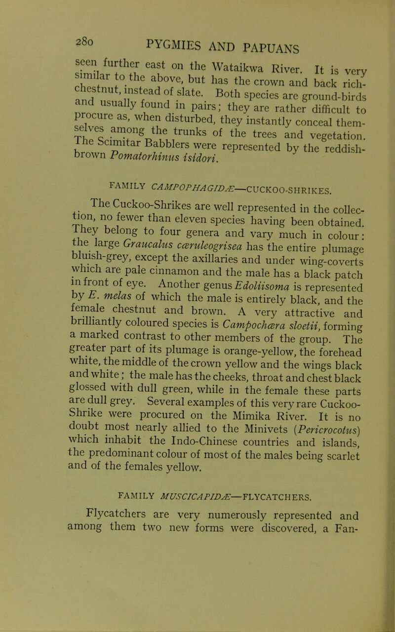 sin' ,/ t“ ,,r °n u le Wataikwa River- It is very ch« nn i f a?°ye’,bUt hM the cr°wn and back rich- Md Z ^T < °J S,ate'. B°th Species are ground-birds nd usually found in pairs; they are rather difficult to 11 ocure as, when disturbed, they instantly conceal them- selves among the trunks of the trees and vegetation. he Scimitar Babblers were represented by the reddish- brown Pomatorhmiis isidori. FAMILY CAMPOPHAGIDAE—CUCKOO-SHRIKES. The Cuckoo-Shrikes are well represented in the collec- tion, no fewer than eleven species having been obtained. 1 hey belong to four genera and vary much in colour : le large Graucalus cceruleogrisea has the entire plumage uish-grey, except the axillaries and under wing-coverts which are pale cinnamon and the male has a black patch m front of eye. Another genus Edoliisoma is represented by E. melas of which the male is entirely black, and the female chestnut and brown. A very attractive and brilliantly coloured species is CampochcBra sloetii, forming a marked contrast to other members of the group. The greater part of its plumage is orange-yellow, the forehead white, the middle of the crown yellow and the wings black and white ; the male has the cheeks, throat and chest black glossed with dull green, while in the female these parts are dull grey. Several examples of this very rare Cuckoo- Shrike were procured on the Mimika River. It is no doubt most nearly allied to the Minivets (Pcvicvocotus) which inhabit the Indo-Chinese countries and islands, the predominant colour of most of the males being scarlet and of the females yellow. FAMILY MUSCICAPIDAL—FLYCATCHERS. Flycatchers are very numerously represented and among them two new forms were discovered, a Fan-