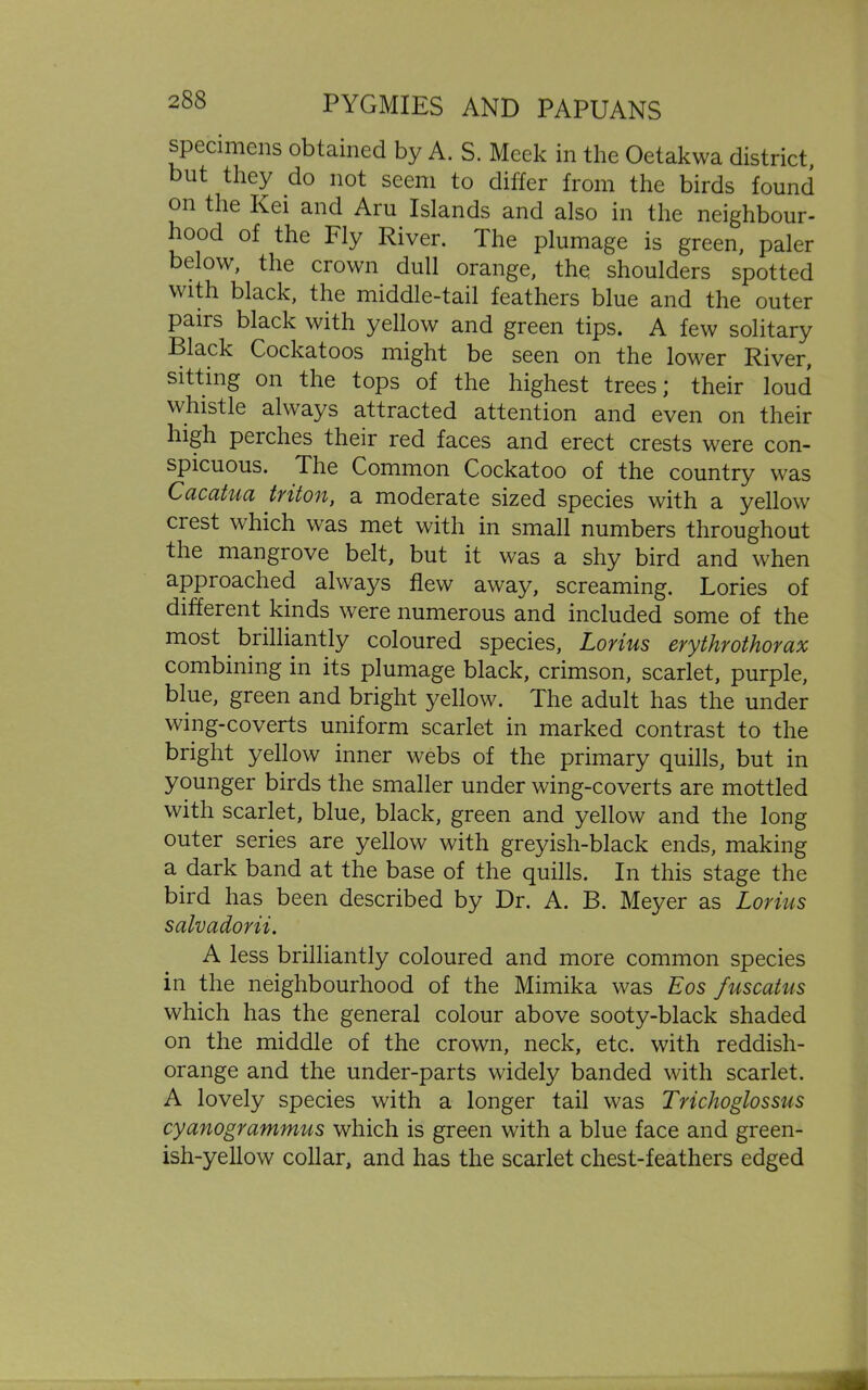 specimens obtained by A. S. Meek in the Oetakwa district, but they do not seem to differ from the birds found on the Kei and Aru Islands and also in the neighbour- hood of the Fly River. The plumage is green, paler below, the crown dull orange, the shoulders spotted with black, the middle-tail feathers blue and the outer pairs black with yellow and green tips. A few solitary Flack Cockatoos might be seen on the lower River, sitting on the tops of the highest trees; their loud whistle always attracted attention and even on their high perches their red faces and erect crests were con- spicuous. The Common Cockatoo of the country was Cacatua triton, a moderate sized species with a yellow ciest which was met with in small numbers throughout the mangrove belt, but it was a shy bird and when approached always flew away, screaming. Lories of different kinds were numerous and included some of the most brilliantly coloured species, Lorius erythrothorax combining in its plumage black, crimson, scarlet, purple, blue, green and bright yellow. The adult has the under wing-coverts uniform scarlet in marked contrast to the bright yellow inner webs of the primary quills, but in younger birds the smaller under wing-coverts are mottled with scarlet, blue, black, green and yellow and the long outer series are yellow with greyish-black ends, making a dark band at the base of the quills. In this stage the bird has been described by Dr. A. B. Meyer as Lorius salvadorii. A less brilliantly coloured and more common species in the neighbourhood of the Mimika was Eos fuscatus which has the general colour above sooty-black shaded on the middle of the crown, neck, etc. with reddish- orange and the under-parts widely banded with scarlet. A lovely species with a longer tail was Trichoglossus cyanogrammus which is green with a blue face and green- ish-yellow collar, and has the scarlet chest-feathers edged