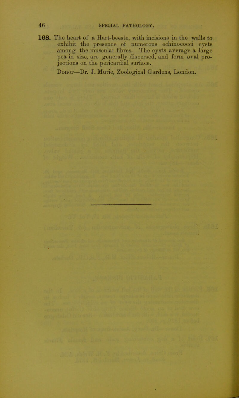 168. The heart of a Hart-beeste, with incisions in the walls to exhibit the presence of numerous echinococci cysts among the muscular fibres. The cysts average a large pea in size, are generally dispersed, and form oval pro- jections on the pericardial surface. Donor—Dr. J. Murie, Zoological Gardens, London.