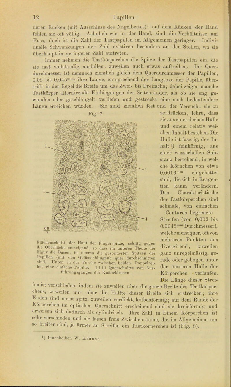 dcron Riicken (mit Ausschluss dcs Nagelbettes); auf deni Riicken der Hand 1'ehleu sie oft vOllig. Aelinlich wie in der Hand, sind die Verhaltnisse am Fuss, doch ist die Zahl der Tastpapillen im Allgemeinen geringer. Indivi- duelle Schwankungen der Zahl existiren besondcrs an den Stellen, wo sie iiberhaupt in geringerer Zahl auftreten. Imnier nehmen die Tastkorperclien die Spitze der Tastpapillen ein, die sie fast vollstandig ausfiillen, zuweilen auch etwas auftreiben. Ihr Quer- durehmesser ist demnach ziemlich gleich dem Querdurchmesser der Papillen, 0,02 bis 0,045mm; ihre Lange, entsprechend der Langsaxe der Papille, iiber- trifft in der Kegel die Breite um das Zwei- bis Dreifache; dabei zeigen manche Tastkorper alternirende Einbiegungen der Seitenrander, als ob sie eng ge- wunden oder geschlangelt veiiiefen und gestreckt eine noch bedeutendere Lange erreichen wiirden. Sie sind ziemlich fest mid der Versuch, sie zu Fig. 7. zerdriicken, lehrt, dass .»ivKMi<.'j>..1.*fcJ11I, sie aus einer derben Hiille und einem relativ wei- chen Inhaltbestehen. Die Hiille ist faserig, der In- halt l) feinkornig, aus einer wasserkellen Sub- stauz bestehend, in wel- clie Kornchen vou etwa 0,0016 mm eingebettet sind, die sich in Reagen- tien kaum verandern. Das Charakteristische der Tastkorperclien sind schmnle, von einfachen Conturen begrenzte Streifen (von 0,002 bis 0,0045mm Durchmesser), welchemeistquer, oft von mehreren Punkten aus divergirend, zuweilen ganz unregelmassig, ge- rade oder gebogeu uuter der ausseren Hiille der Korperchen verlaufen. Die Lange dieser Strei- fen ist verschieden, indem sie zuweilen iiber die ganze Breite des Tastkorper- chens, zuweilen nur iiber die Halfte dieser Breite sich crstrecken; ihre Enden sind meist spitz, zuweilen verdickt, kolbenformig; auf dem Rande der Korperchen im optischeii Querschnitt erscheinend sind sie kreisformig und crweisen sich dadurch als cylindrisch. Ihre Zahl in Einem Korperchen ist sehr verschieden und sie lassen freie Zwischenriiume, die im Allgemeinen um so breiter sind, je firmer an Streifen ein Tastkorperclien ist (Fig. 8). Flachcnschnitt der Haut der Fingcrspitze, schrag gegen die Oberfliiche anstcigend, so dass im xintercn Thcile der Figur die Ba'sen, im oberen die gesonderten Spitzen der Papillen (mit den Gefassschlingen) quer durchschnitten sind. Unten in der Furche zwischen beiden Doppelrei- hcu eine einfaohe Papille. 1111 Querschnitte von Aus- fiihningsgangen der Knaueldrusen. ) Innenkolben VV. Krausc.