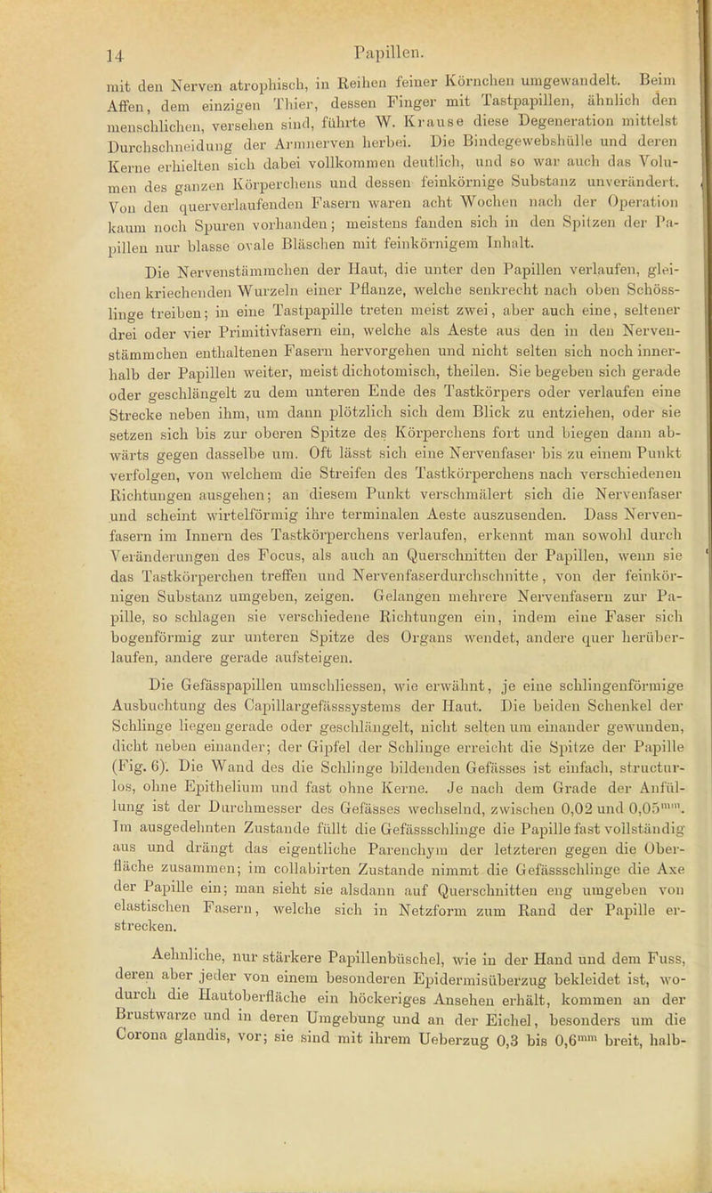 mit den Nerven atrophisch, in Reihen feiner Kornchen umgewandelt. Beini Affen, dem einzigen Thier, dessen Finger mit Tastpapillen, ahnlich den nienschlichen, versehen Bind, iuhrte W. Krause diese Degeneration mittelst Durchschneidung der Armnerven herbei. Die Bindegewebshulle und deren Kerne erhielten sicli dabei vollkommen deutlich, und so war auch das Volu- uien des ganzen Korpercliens und dessen feinkornige Substanz unverandert. Von den querverlaufenden Fasern waren acht Wocben nach der Operation kaum noeh Spuren vorhanden; ineistens fanden sich in den Spitzen der Pa- pillen nur blasse ovale Blaschen mit feinkornigem Enhalt. Die Nervenstammchen der Haut, die unter den Papillen verlaufen, glei- chen kriecbenden Wurzeln einer Pflanze, welche senkrecht nach oben Schoss- linge treiben; in eine Tastpapille treten meist zwei, aber auch eine, seltener drei oder vier Primitivfasern ein, welche als Aeste aus den in den Nerven- stammchen enthaltenen Fasern hervorgehen und nicht selten sich noch inner- halb der Papillen weiter, meist dichotomisch, theilen. Sie begeben sich gerade oder geschlangelt zu dem unteren Ende des Tastkorpers oder verlaufen eine Strecke neben ihm, um dann plotzlich sich dem Blick zu entziehen, oder sie setzen sich bis zur oberen Spitze des Korpercliens fort und biegen dann ab- warts gegen dasselbe um. Oft lasst sich eine Nervenfaser bis zu einem Punkt verfolgen, von welchem die Streifen des Tastkorperchens nach verschiedenen Richtungen ausgehen; an diesem Punkt verschmalert sich die Nervenfaser und scheint wirtelformig ihre terminalen Aeste auszusenden. Dass Nerven- fasem im Innern des Tastkorperchens verlaufen, erkennt man sowohl durch Veranderungen des Focus, als auch an Querschnitten der Papillen, wenn sie das Tastkorperchen treffen und Nervenfaserdurchschnitte, von der feinkor- nigen Substanz umgeben, zeigen. Gelangen mehrere Nervenfasern zur Pa- pille, so schlagen sie verschiedene Richtungen ein, indem eine Faser sich bogenforraig zur unteren Spitze des Organs wendet, and ere quer heriiber- laufen, andere gerade aufsteigen. Die Gefasspapillen umschliessen, wie erwahnt, je eine schlingenformige Ausbucbtung des Capillargefiisssystems der Haut. Die beiden Schenkel der Schlinge liegen gerade oder geschlangelt, nicht selten um einander gewunden, dicbt neben einander; der Gipfel der Schlinge erreicbt die Spitze der Papille (Fig. 6). Die Wand des die Schlinge bildenden Gefiisses ist einfach, structur- los, ohne Epithelium und fast ohne Kerne. Je nach dem Grade der Anful- lung ist der Durchmesser des Gefasses wechselnd, zwischeu 0,02 und 0,05. Im ausgedehnten Zustande fullt die Gefassschlinge die Papille fast vollstandig aus und drangt das eigentliche Parenchym der letzteren gegen die Ober- flache zusammen; im collabirten Zustande nimmt die Gefassschlinge die Axe der Papille ein; man sieht sie alsdann auf Querschnitten eng umgeben von elastischen Fasern, welche sich in Netzform zum Rand der Papille er- strecken. Aehnbche, nur starkere Papillenbiischel, wie in der Hand und dem Fuss, deren aber jeder von einem besonderen Epidermisuberzug bekleidet ist, wo- durch die Hautoberflache ein hockeriges Ansehen erhalt, kommen an der Brustwarze und in deren Umgebung und an der Eichel, besonders um die Corona glandis, vor; sie sind mit ihrem Ueberzug 0,3 bis 0,6mm breit, halb-