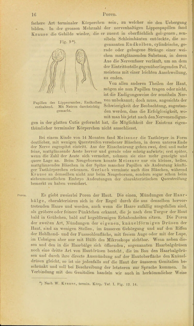 Fig. 9*). fachere Art terminaler Korperchen sein, zu welcher sie den Uebergang bilden. In der grossen Mehrzahl der nervenbaltigen Lippenpapillen fand Kranse die Gebilde wieder, die er zuerst in oberfliicblich gelpgenen, sen- sibeln Schleimhiiuten entdeckte, die so- genannten Endkolben, cylindrische, ge- rade oder gebogene Strange einer wei- chen mattgliinzenden Substanz, in deren Axe die Nervenfaser verlauft, um an dem der Eintrittsstellegegeniiberliegenden Pol, meistens mit einer leicbten Anschwellung, zu enden. Von alien anderen Tbeilen der Haut, niogen sie nun Papillen tragen odernicht, ist die Endigungsweise der sensibeln Ner- ven unbekannt; docb muss, angesicbts der Schwierigkeit der Beobacbtung, zugestan- den werden, dass die Erfolglosigkeit, wo- mit man bis jetzt nacb den.Nervenendigun- gen in der glatten Cutis geforscht hat, die Moglichkeit der Existenz eigen- thumlicher terminaler Korperchen nicht ausschliesst. Bei einem Kinde von 14 Monaten fand Meissner die Tastkorper in Form deutlicher, mit wenigen Querstreif'en versehener Blasehen,.in deren unteres Ende der Nerve zugespitzt eintritt. Aus der Einschniirung gehen zwei, drei und mehr leine, mattglanzende Aeste hervor und gerade oder schrag aufwarts; erst spater, wenn die Zahl der Aeste sich vermebrt, nehmen sie eine mehr geneigte und quere Lage an. Beim Neugebornen konnte Meissner nur ein kleines, helles, mattglanzcndes Blaschen in der Spitze mancher Papillen als Andeutung kiinfti- ger Tastkorperchen erkennen. Gerlach vermisste auch dies Blaschen, wahrend Krause an demselben nicht nur beim Neugebornen, sondern sogar schon beim siebenmonatlichen Embryo Andeutungen der charakteristischen Querstreifung bemerkt zu haben versichert. Papillen des enthaltend. Lippenrandes, Endkolben Mit Natron duvchsichtig gemacht. Es giebt zweierlei Poren der Haut. Die einen, Miindungen der Haar- biilge, cbarakterisiren sich in der Regel durch die aus denselben hervor- tretenden Haare und werden, auch wenn die Haare zufallig ausgefallen sind, als grobere oder feinere Piinktchen erkannt, die je nacb dem Turgor der Haut bald in Griibchen, bald auf kegelformigen Erhabeidieiten sitzen. Die Poren der zweiten Art, Miindungen der eigenen, knauelformigen Driisen der Haut, sind an wenigen Stellen, im ausseren Gehcirgang und auf den Riffen der Hohlhand- und der Fusssohlenflache, mit freiem Auge oder mit der Lupe, im Uebrigen aber nur mit Hiilfe des Mikroskops sichtbar. Wenn neben die- sen und den in die Haarbalge sich offnenden, sogenannten Haarbalgdriisen noch eine dritte Art von Hautdriisen bestebt, die im Bau den Haarbalgdrii- sen und durch ihre directe Ausmiindung auf der Hautoberflache den Kniiuel- driisen gleicht, so ist sie jedenfalls auf die Haut der ausseren Genitalien be- schriinkt und soil bei Beschreibung der letzteren zur Sprache kommen. In Verbindung mit den Genitalien handeln wir auch in herkommlicher Weise *) Nach W. Krause, termin. K«rp. Tnf. I. Fig. 12. H.