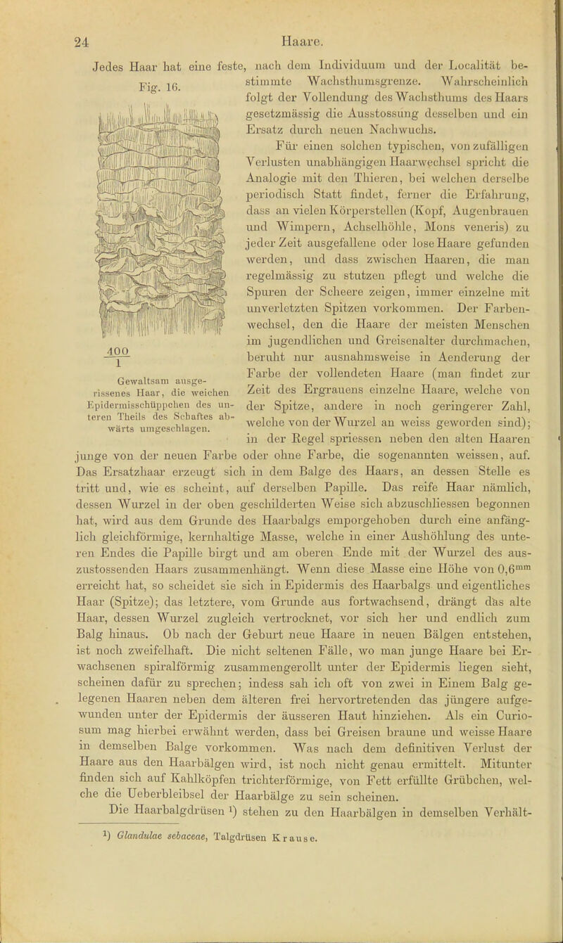 Gewaltsam ausge- rissenes Haar, die weichen Epidermisschiippclien dc;> ini- teren Theils des Sidiaftes ab- wiirts unigeschlagen. Jedes Haar hat eine feste, nach dem Individuum uud der Localitat be- stimuitc Waehsthumsgrenze. Wahrscheinlich folgt der Vollendung des Wachsthums des Haars gesetzniiissig die Ausstossung desselben uud ein Ersatz dureh neueu Nachwuclis. Fiir eiuen solchen typischeu, von zufalligen Verlusten unabhangigen Haarwechsel spricht die Analogie uiit den Thiereu, bei weichen derselbe periodisch Statt findet, ferner die Erfahrung, dass an vieleu Korperstellen (Kopf, Augenbrauen uud Wimpern, Achselhohle, Mons veneris) zu jeder Zeit ausgefallene oder lose Haare gefunden werden, und dass zwischen Haaren, die mau regelniassig zu stutzen pflegt und welche die Spuren der Scheere zeigen, immer einzelne mit unverletzten Spitzen vorkonimen. Der Farben- wechsel, den die Haare der meisten Menschen ini jugendlichen und Greisenalter durclnnachen, InTuht nur ausnahnisweise in Aenderung der Farbe der vollendeten Haare (man findet zur Zeit des Ergrauens einzelne Haare, welche von der Spitze, andere in noch geringerer Zahl, welche von der Wurzel an weiss geworden sind); in der Regel spriessen neben den alten Haaren junge von der neuen Farbe oder ohne Farbe, die sogenannten weissen, auf. Das Ersatzhaar erzeugt sich in dem Balge des Haars, an dessen Stelle es tritt und, wie es scheint, auf derselben Papille. Das reife Haar namlich, dessen Wurzel in der oben geschilderten Weise sich abzuschliessen begonnen hat, wird aus dem Grunde des Haarbalgs emporgehoben durch eine anfang- lich gleichformige, kernhaltige Masse, welche in einer Aushohlung des unte- ren Endes die Papille birgt und am oberen Ende mit der Wui'zel des aus- zustossenden Haars zusammenhangt. Wenn diese Masse eine Hohe von 0,6rara erreicht hat, so scheidet sie sich in Epidermis des Haarbalgs und eigentliches Haar (Spitze); das letztere, vom Grunde aus fortwachsend, drangt das alte Haar, dessen Wurzel zugleich vertrocknet, vor sich her und endlich zum Balg hinaus. Ob nach der Geburt neue Haare in neuen Balgen entstehen, ist noch zweifelhaft. Die nicht seltenen Falle, wo man junge Haare bei Er- wachsenen spiralformig zusammengerollt unter der Epidermis liegen sieht, scheinen dafur zu sprechen; indess sah ich oft von zwei in Einem Balg ge- legenen Haaren neben dem alteren frei hervortretenden das jiingere axifge- wunden unter der Epidermis der ausseren Haut hinziehen. Als ein Curio- sum mag hierbei erwahnt werden, dass bei Greisen braune und weisse Haare in demselben Balge vorkommen. Was nach dem definitiven Verlust der Haare aus den Haarbalgen wird, ist noch nicht genau ermittelt. Mitunter finden sich auf Kahlkopfen trichterformige, von Fett erfullte Griibchen, wel- che die Ueberbleibsel der Haarbalge zu sein scheinen. Die Haarbalgdriisen !) stehen zu den Haarbalgen in demselben Verhalt- 2) Glandulae sebaceae, Talgdrttsen Krause.