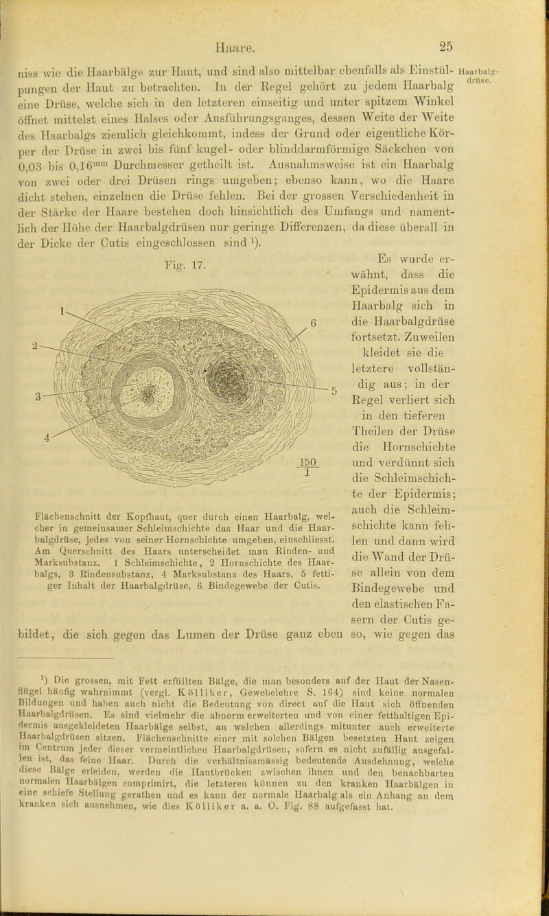 niss wie die Haarbiilge zur Hunt, und sind also mittclbar ebenfalls als Einstiil- Haarbalg- pungen der Haut zu betrachten. In der Kegel gehort zu jedem Haarbalg 1 se' eine Druse, welcbe sicb in den letzteren einseitig und unter spitzem Winkel offnet mittelst eines liaises oder Ausfubrungsganges, dessen Weite der Weite des Haarbalgs ziemlicb gleichkommt, indess der Grund oder eigentliche Kor- per der Driise in zwei bis fiinf kugel- oder blinddarraformige Siickchen von 0 03 bis 0,l6mm Durchmesser getbeilt ist. Ausnahmsweise ist ein Haarbalg von zwei oder drei Driisen rings umgeben; ebenso kann, wo die Haare dicht stehen, einzelnen die Driise f'ehlen. Bei der grossen Verscliiedenheit in der St&rke der Haare bestehen docli binsicbtlioh des Umfangs und nament- lich der Hohe der Haarbalgdriisen nur geringe Differenzen, da diese iiberall in der Dicke der Cutis eingescblossen sind l). Es wurde er- wahnt, dass die Epidermis aus dern Haarbalg sicb in die Haarbalgdriise fortsetzt. Zuweilen kleidet sie die letztere vollstan- dig aus; in der Regel verliert sich in den tieferea Theilen der Driise die Hornscbichte und verdiinnt sicb die Schleimscbich- te der Epidermis; auch die Schleim- scbichte kann feb- len und dann wird die Wand der Drii- se allein von dem Bindegewebe und den elastiscben Fa- sern der Cutis ge- bildet, die sich gegen das Lumen der Driise ganz eben so, wie gegen das l) Die grossen, mit Fett crfllllten Bitlge, die man besonders auf der Haut der Nasen- fliigel haufig wahrnimmt (vergl. Kiillikcr, Gewebelehre S. 164) sind kcinc normalon Bildungen und haben auch nicht die Bedeutung von direct auf die Haut sich iift'nenden Haarbalgdriisen. Es sind vielmchr die abnorm erweitcrten und von ciner fetthaltigen Epi- dermis ausgekleideten Haarbillge selbst, an welchen allerdings mitunter auch erweiterte Haarbalgdriisen sitzen. t'lilchcnschnitte einer mit solchon Billgen besctzten Haut zeigen im Centrum jcder dieser vermeintliohen Haarbalgdriisen, sofem es nicht zufllllig ausgcfal- len ist, das feine Haar. Durch die verhilltnissmiissig bcdoutende Ausdelinung, welche diesc Bitlge erleiden, werdcn die Hautbrllckcn zwisehen ihnen und den bcnachbarten normalen Haarbiilgen comprimirt, die letzteren kiinnen zu den kranken Haarbltlgcn in eine sobiefe Stellung gerathcn und es kann der normalc Haarbalg als ein Anhang an dem kranken sich ausnehmen, wie dies KUHiker a. a. 0. Fig. 88 aufgefusst hat. Fig. 17. Flilchenschnitt der Kopfhaut, quer durch eiuen Haarbalg, wel- cher in gemeinsamer Schleimschichte das Haar und die Haar- balgdriise, jedes von seiner Hornscbichte umgeben, einschliesst. Am Querschnitt des Haars unterscheidet man Rinden- und Marksubstanz. 1 Schleimschichte, 2 Hornschichte des Haar- balgs, 3 Rindensubstanz, 4 Marksubstanz des Haars, 5 fetti- ger Iuhalt der Haarbalgdriise, 6 Bindegewebe der Cutis.