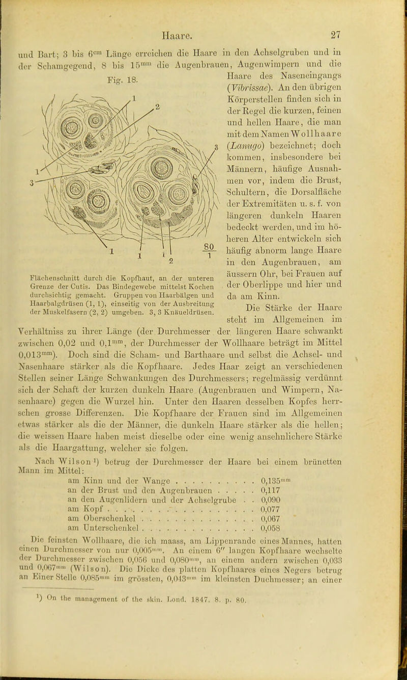 and Bart; 3 bis fi Lange erreichen die Haare in den Achselgruben and in der Scbamgegend, 8 bis 15 die Augenbrauen, Augenwimpem und die Haare des Naseneingangs (Vibrissac). An den iibrigen Korperstellen finden sich in der Kegel die kurzen, feinen und hellen Haare, die man mit clem Namen W o 11 h a a r e (Lanugo) bezeichnet; dock koramen, insbesondere bei Mannern, haufige Ausnah- nien vor, indem die Brust, Schidtern, die Dorsalfiache der Extremitaten u. s. f. von langeren dunkeln Haaren bedeckt werden, und im ho- lieren Alter entwickeln sick haufig abnorm lange Haare in den Augenbrauen, am jiussern Olir, bei Frauen auf der Oberlippe und hier und da am Kinn. Die Starke der Haare stent im Allgemeinen im Verhaltniss zu ibrer Lange (der Durchmesser der langeren Haare scliwankt zwiscben 0,02 und 0,1'™, der Durcbmesser der Wollhaare betriigt im Mittel 0,013mm). Dock sind die Scham- und Bartbaare und selbst die Acbsel- und Nasenhaare starker als die Kopfhaare. Jedes Haar zeigt an verscbiedenen Stellen seiner Lange Schwankungen des Durchmessers; regelmiissig verdiinnt sich der Scbaft der kurzen dunkeln Haare (Augenbrauen und Wimpern, Na- senbaare) gegen die Wurzel hin. Unter den Haaren desselben Kopfes berr- schen grosse Differenzen. Die Kopfhaare der Frauen sind im Allgemeinen etwas starker als die der Manner, die dunkeln Haare starker als die hellen; die weissen Haare haben mcist dieselbe oder eine wenig ansehnlicherc Starke als die Haargattung, welcher sic folgen. Nacli Wilson1) betrug der Durchmesser der Haare bei eincm briinetten Mann im Mittel: am Kinn und der Wange 0,135 an der Brust und den Augenbrauen 0,117 an den Augenlidcrn und der Achselgrube . . 0,090 am Kopf - 0,077 am Oberschenkel O,0G7 am Uritcrschcnkel . 0,058 Die feinstcn Wollhaare, die ich maass, am Lippenrande einesMannes, batten cincn Durcbmesser von nur 0,005. An cinem 6 laiigcn Kopfhaare wecbselte der Durchmesser zwischen 0,056 und 0,080, an eincm andern zwiscben 0,033 und 0,0(J7'ni (Wilson). Die Dickc des plaltcn Kopfhaares eincs Negers bctrug an EinerStcllc 0,085mm im grossten, 0,013 im kleinstcn Ducbmcsscr; an cincr Fig. 18. durcbsichtig gemacht. Gruppen von Haarbiilgen unci Haarbalgdriisen (1, 1), einseitig von der Ausbreitung der Muskelfasern (2, 2) umgeben. 3, 3 Knaueldriisen. ) On the management of the skin. Load, 1847. 8. p. 80.