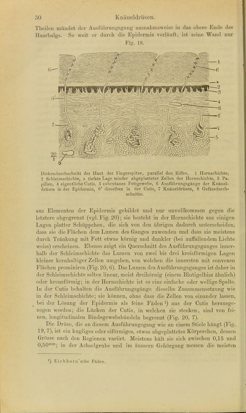 Theilen miindet der Ausfuhrungsgang ausnahmsweise in das obere Ende des Haarbalgs. So weit er durch die Epidermis verliiuft, ist seine Wand nur Fig. 19. 6 Dickendurchschnitt der Haut der Fingerspitzc, parallel den Riffen. 1 Ilornschichte, 2 Schleimschichte, * tiefBte Lage minder abgeplatteter Zellen der Ilornschichte, 3 Pa- pillen, 4 eigentliche Cutis, 5 subeutanes Fettgewebe, G Ausftthrungsgiinge der Knauel- driisen in der Epidermis, 6' diesclben in der Cutis, 7 Kniiueldrusen, 8 Gefassdurch- schnitte. aus Elementcn der Epidermis gebildet und nur unvollkommen gegen die letztere abgegrenzt (vgl. Fig. 20); sie besteht in der Hornschichte aus einigen Lagen platter Schiippchen, die sich von den iibrigen dadurch unterscheiden, class sie die Fliichen dem Lumen des Ganges zuwenden und dass sie meistens durch Trankung mit Fett etwas kornig und dunkler (bei auffallendem Licbte weiss) erscbeinen. Ebenso zeigt ein Querscbnitt des Ausfiihrungsganges inner- halb der Schleimschichte das Lumen von zwei bis drei ki-eisformigen Lagen kleiner kernhaltiger Zellen umgeben, von welchen die innersten mit convexen Fliichen prominiren (Fig. 20, 6). Das Lumen des Ausfiihrungsganges istdaherin der Schleimschichte selten linear, meist dreihornig (einem Blutigelbiss ahnlich) oder kreuzformig; in der Hornschichte ist es eine einfache oder wellige Spalte. In der Cutis behalten die Ausfiihrungsgange dieselbe Zusammensetzung wie in der Schleimschichte; sie konnen, ohne dass die Zellen von einander lassen, bei der Losung der Epidermis als feine Faden ]) aus der Cutis -herausgo- zogen werden; die Liicken der Cutis, in welchen sie stecken, sind von fei- nen, longitudinalen Bindegewebsbiindeln begrenzt (Fig. 20, 7). Die Driise, die an diesem Ausfuhrungsgang wie an einem Stiele hiingt (Fig. 19, 7), ist ein kugliges oder eiformiges, etwas abgeplattetes Korperchen, dessen Grosse nach den Regionen variirt. Meistens halt sie sich zwiscben 0,15 und 0,50mm; in der Achselgrube und im iiussern Gehiirgang messen die meisten ) Eiehhorn'sehe Faden.