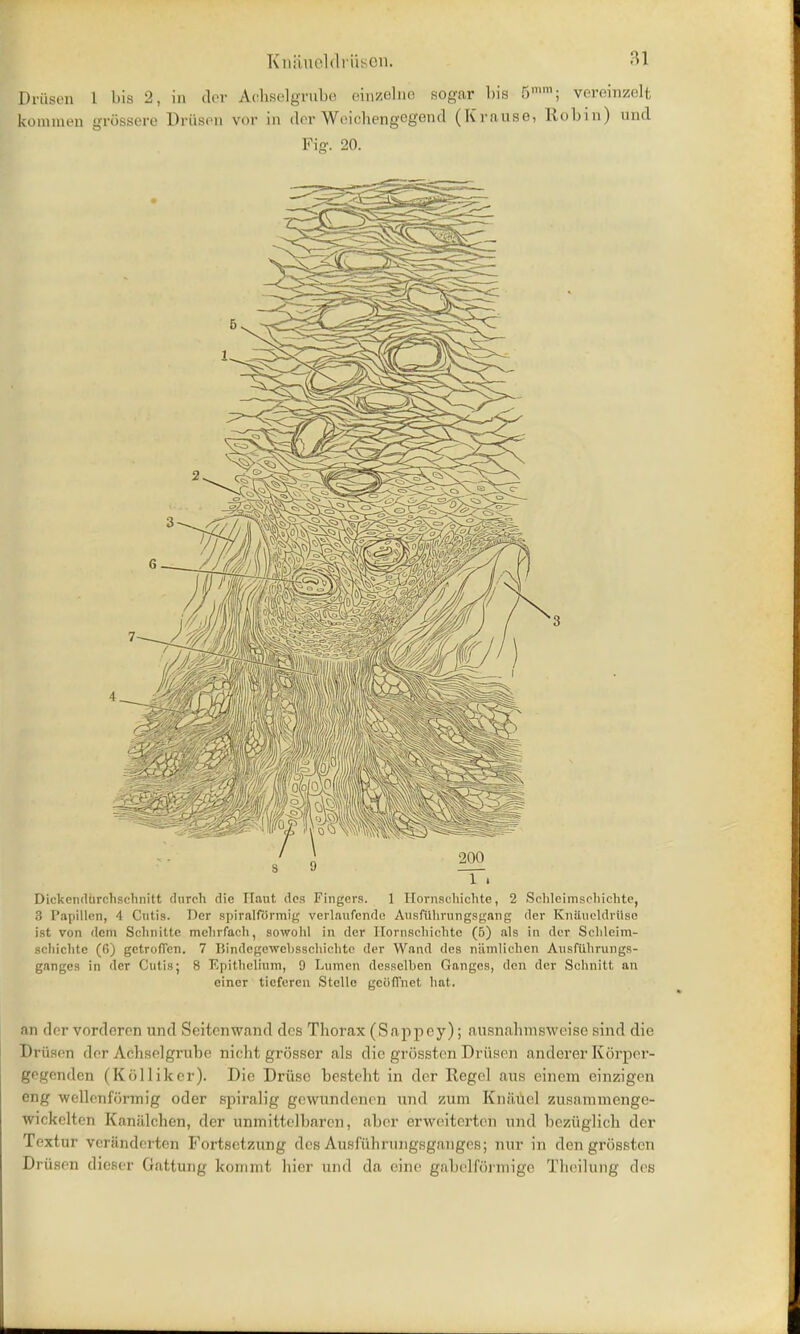 Dniscn 1 bis 2, in der Achselgrube einzelne sogar his 5mm; srereinzelt kommen grossere Drilson vor in der Woichengegend (Krause, Robin) and Fig-. 20. Dickcndlirchschnitt (lurch die Ilant des Fingers. 1 Hornsohichte, 2 Schleimsrhichte, .'! Papillen, '1 Cutis. Der spiralftrmig verlaufende Ausfilhrungsgang der Knilueldriiso ist von dem Schnltte mchrfach, sowohl in der Ilornschichtc (5) als in der Schleim- scliiclite (f>) gctroflcn. 7 Bindcgcwcbsschichte der Wand des niimlichen Ausfiihrungs- ganges in der Cutis; 8 Epithelium, 9 Lumen dcsselben Ganges, den der Schnitt an einer ticferen Stcllc gciiiTnet hat. an der vorderon und Seitcnwand des Thorax (Sappey); ausnahmsweise sind die Driisen dor Achselgrube nieht grosser als die grosston Driisen andcrer Korpor- gogonden (Kolliker). Dio Druse bostoht in dor Itegel ans einem einzigon fling wellenformig oder spiralig gewundenen und zum Kniiuol zusaninienge- wickelten KaniUohcn, der unmittelbarcn, aber erwoiterten und bcziiglich dor Textur veriindorton Fortsetzung dos Ausfuhrimgsgangcs; nur in den grosston Driison dieser Gattung kornmt hier und da eino gabelfonnige Tlioilung dos
