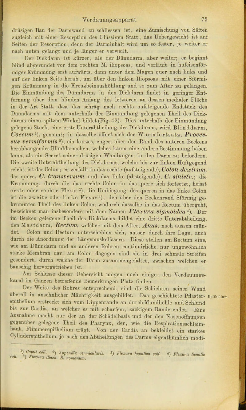driisigen Bau der Darmwand zu schliessen ist, eine Zumischung von Saften zugleich mit einer Resorption des Fliissigen Statt; das Uebergewicht ist auf Seiten der Resorption, denn der Darminhalt wird um so fester, je weiter er nach unten gelangt und je langer er verweilt. Der Dickdarm ist kiirzer, als der Diinndarm, aber weiter; er beginnt blind abgerundet vor dem rechten M. iliopsoas, und verlauft in hufeisenfor- miger Kriirnmung erst aufwarts, dann unter dem Magen quer nach links und auf der linken Seite herab, um iiber den linken Iliopsoas mit einer Sformi- gen Kriimmung in die Kreuzbeinaushohlung und so zum After zu gelangen. Die Einmundung des Diinndarms in den Dickdarm findet in geringer Ent- fernung iiber dem blinden Anfang des letzteren an dessen medialer Flache in der Art Statt, dass das schrag nach rechts aufsteigende Endstiick des Diinndarms mit dem unterhalb der Einmundung gelegenen Theil des Dick- darms einen spitzen Winkel bildet (Fig. 42). Dies unterhalb der Einmundung gelegene Stuck, eine erste Unterabtheilung des Dickdarms, wird Blinddarm, Coeciim1), genannt; in dasselbe offhet sich der Wurmfortsatz, Proces- sus viermifovmis 2), ein kurzes, enges, iiber den Rand des unteren Beckens herabhangendes Blinddarmchen, welches kaum eine andere Bestimmung haben kann, als ein Secret seiner drusigen Wandungen in den Darm zu befordern. Die zweite Unterabtheilung des Dickdarms, welche bis zur linken Hiiftgegend reicht, ist das Colon; es zerfallt in das rechte (aufsteigende), Colon dexlrum, das quere, C. Iransversum, und das linke (absteigende), C. sinistr.; die Kriimmung, durch die das rechte Colon in das quere sich fortsetzt, heisst erste oder rechte Flexur3), die Umbiegung des queren in das linke Colon ist die zweite oder linke Flexur4); den iiber den Beckenrand Sformig ge- kriimmten Theil des linken Colon, wodurch dasselbe in das Rectum iibergeht, bezeichnet man insbesondere mit dem Nam en Flexur a Sigmoidea 5). Der im Becken gelegene Theil des Dickdarms bildet eine dritte Unterabtheilung, den Mastdarm, Rectum, welcher mit dem After, Anus, nach aussen miin- det. Colon und Rectum unterscheiden sich, ausser durch ihre Lage, auch durch die Anordnung der Langsmuskelfasern. Diese stellen am Rectum eine, wie am Diinndarm und an anderen Rbhren continuirliche, nur ungewohnlich starke Membran dar; am Colon dagegen sind sie in drei schmale Streifen gesondert, durch welche der Darm zusammengefaltet, zwischen welchen er bauschig hervorgetrieben ist. Am Schlusse dieser Uebersicht mogen noch einige, den Verdauungs- kanal im Ganzen betreffende Bemerkungen Platz finden. Der Weite des Rohres entsprechend, sind die Schichten seiner Wand iiberall in ansehnlicher Machtigkeit ausgebildet. Das geschichtete Pflaster- Epithelium, epithelium erstreckt sich vom Lippenrande an durch Mundhohle und Schlund bis zur Cardia, an welcher es mit scharfem, zackigem Rande endet. Eine Ausnahme macht nur der an der Schadelbasis und der den Nasenbffnungen gegeniiber gelegene Theil des Pharynx, der, wie die Respirationsschleim- haut, Flimmerepithelium tragt. Von der Cardia an bekleidet ein starkes Cylinderepithelium, je nach den Abtheilungen des Darms eigenthumlich modi- r 1rnC™< C°H' 2) APPendlx vermicularis. 3) Fhxura hepatica coll <) Flexura lienalis coU. ) Flexura iliaca. S. romanum.
