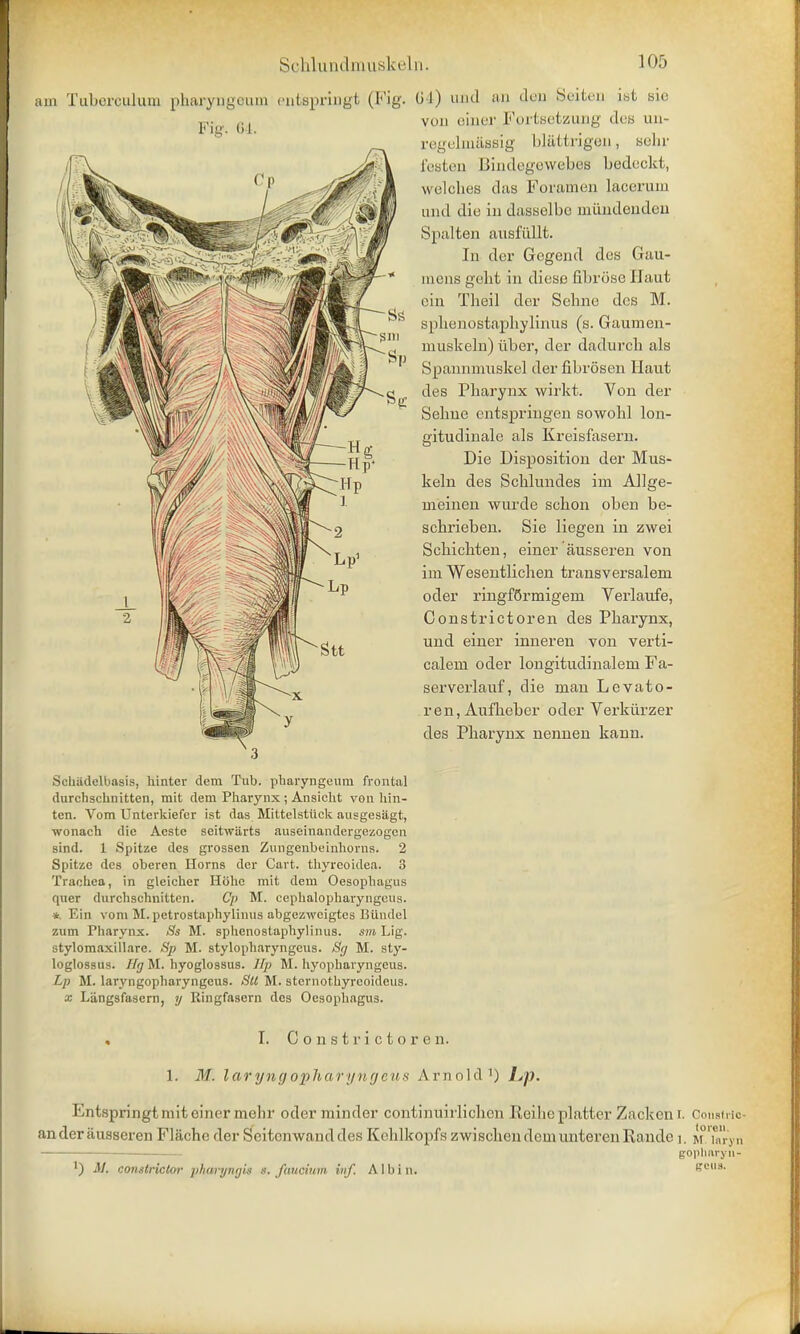 am Tuberculum pharyngeum entspringt (Fig. 64) und an den Seiten i»t sic von oincr Fortsetzung des un- Fig. 64 regelmaseig bl&ttrigen, sola- festen Bindegewebes bedockt, welches das Foramen lacerum und die in dasselbe miindenden Spalten ausfullt. In der Gcgend des Gau- mens geht in dieso fibrose Haut cin Theil der Sehne des M. splienostaphylinus (s. Gaumen- muskeln) iiber, der dadurch als Spannmuskel derfibrosen Haut des Pharynx wirkt. Von der Sehne entspriugen sowohl lon- gitudinale als Kreisfasern. Die Disposition der Mus- keln des Schlundes ini Allge- ineinen wnrde schon oben be- schrieben. Sie liegen in zwei Sehichten, einer jiusseren von im Wesentlichen transversalem oder ringfo'rmigein Verlaufe, Constrictoren des Pharynx, und einer inneren von verti- calem oder longitudinaleni Fa- serverlauf, die man Levato- ren,Aufheber oder Verkiirzer des Pharynx nennen kann. Schiidelbasis, hinter dem Tub. pharyngeum frontal durchschnitten, mit dem Pharynx ; Ansicht von hin- ten. Vom Unterkiefer ist das Mittelstiiek ausgesagt, wonach die Aeste seitwiirts auseinandergezogen sind. 1 Spitze des grossen Zungenbeinhorns. 2 Spitze des oberen Horns der Cart, thyreoidea. 3 Trachea, in gleicher Hohe mit dem Oesophagus quer durchschnitten. C'p M. cephalopharyngcus. *. Ein vom M. petrostaphylinus abgezweigtes Biindel zum Fharynx. 8s M. splienostaphylinus. sm Lig. stylomaxillarc. Sp M. stylopharyngeus. Sg M. sty- loglossus. Hg M. hyoglossus. Up M. hyopharyngeus. Lp M. laryngopharyngeus. Stt M. sternothyreoideus. x Langsfasern, y Ringfasern des Oesophagus. , I. Constrictoren. 1. M. laryngopharyngeus Arnold1) Entspringt mit einer mehr oder minder continnirlichen Reihe platter Zacken r. Constrio anderiiusseren Flachc der Soitcnwanddes KchlkopfszwischendemunterenRandc i. m'l, ,, — gopharyn- ') M. constrictor pharyngis s. fuueium inf. A1 b i n. pens.