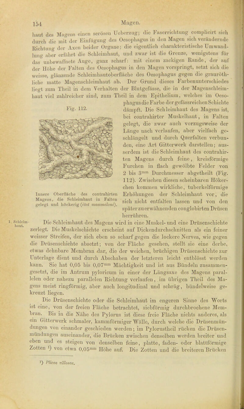 haut des Magens einen serosen Ueberzug; die Faserrichtuug eomplicirt sich diu-cli die mit der Einfiigung des Oesopliagus in den Magen sich veriindernde Richtune dcr Axon beider Organe: die eigentlich charaktcristische Umwand- hmg aber erfabrt die Schleimhaut, und zwar ist die Grenze, wenigstens fur das unbewaffnete Auge, ganz scharf: mit einem zackigen Rande, der auf der Hohe dor Falten des Oesophagus in den Magen vorspringt, setzt sich die weisse, gliinzende Schleinihautobcrfiache des Oesophagus gegen die grauroth- liche matte Magenschleimhaut ab. Der Grund dieses Farbenunterschiedes liegt zum Theil in dem Verhalten der Blutgefasse, die in der Magenschleim- haut viel zahlreicher sind, zum Theil in dem Epithelium, welches im Oeso- phagus die Farbe der gefassreichen Schichte Fig. 112. dampft. Die Schleimhaut des Magens ist, -t*~***r^3t&&5smr ^ei contrahirter Muskelhaut, in Falten '^^l^^^^^p^^^^^B gelegt, die zwar auch vorzugsweise der '*£s- ^ %rs£j L ^tjt'1 Lange uach verlaufen, aber vielfach ge- s^^X-'j schliingelt und durch Querfalten verbun- ^'-%''rQ ^.<K '^M^A'T^'Y den, cine Art Gitterwerk darstelleii; auB- <S■ ~iC^~^'^'~& ^3 ^ scrdem ist die Schleimhaut des contrahir- va^W* v,.i y^\J'^^~: ' —-- ' Mi».U«'i»s durcli fi iiir, kivisf.'.rniige Furchen in flach gewolbte Felder von 2 bis 3mm Durchmesser abgetheilt (Fig. 112). Zwischen diesen scheinbaren Hoker- chen kommen wirkliche, tuberkelformige Innere Oberflache des conlrahirten El'hohungen der Schleimhaut vor, die Magens, die Schleimhaut in Falten sicll nic]lt entfalten lassen und von den gelegt unci hookeng (vtat mammclonc). spater zuerwahnenden conglobirten Driisen herriihren. 1 Simit.im Schleimhaut des Magens wird in eine Muskel- und eine Driisenschichte zeiiegt. Die Muskelschichte erscheint auf Dickendurchschnitten als ein feiner weisser Streifen, der sich eben so scharf gegen die lockere Nervea, wie gegen die Driisenschichte absetzt; von der Flache gesehen, stellt sie eine derbe, etwas dehnbare Membran dar, die der weichen, briichigen Driisenschichte zur Unterlage dient und durch Abschaben der letzteren leicht entblosst werden kann. Sie hat 0,05 bis 0,07mm Machtigkeit und ist aus Biindeln zusammen- gesetzt, die im Antrum pyloricum in einer der Ltingsaxe des Magens paral- lelen oder nahezu parallelen Richtung verlaufen, im iibrigen Theil des Ma- gens meist ringformig, aber auch longitudinal und schriig, biindelweise ge- kreuzt liegen. Die Driisenschichte oder die Schleimhaut im engeren Sinne des Worts ist eine, von der freien Flache betrachtet, siebformig durchbrochene Mem- bran. Bis in die Nahe des Pylorus ist diese freie Flache nichts audcres, als em Gitterwerk schmaler, kammformiger Walle, durch welche die Driisenmiin- dungen von einander geschieden werden; im rylorustheil riicken die Driiscn- miindungen auseinander, die Briicken zwischen denselben werden breiter und eben und es steigen von denselben feine, platte, fadeu- oder blattformige Zotten 0 von etwa 0,05mm Hohe auf. Die Zotten und die breiteren Bruckcn ) Plicae villosae.