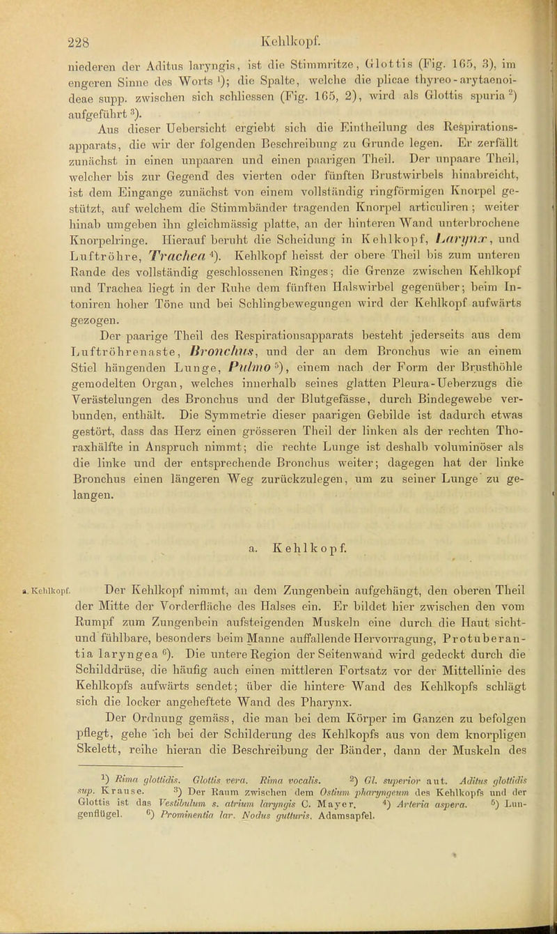 niederen cler Aditus laryngis, 1st (Hp Stimmritze, Glottis (Fig. 165, 3), im engeren Sinne des Worts '); die Spalte, welche die plicae thyreo-arytaenoi- deae supp. zwischen sich schlicssen (Fig. 105, 2), wird als Glottis spuria2) aufgefiihrt 3). Aus dieser Uebersiclit ergiebt sich die Eintheilung des Respirations- apparats, die wir der folgenden Beschreibung zu Grnnde legen. Er zerlallt zuniichst in einen nnpaaren und einen pnarigen Theil. Der unpaare Theil, welcher bis zur Gegend des vierten oder fiinften Brustwirbels liinabreicbt, ist clem Eingange zuniichst von einem vollstiindig ringformigen Knorpel ge- stiitzt, auf welchem die Stimmbiinder fcragenden Knorpel articuliren ; weiter hinab umgeben ihn gleichmiissig platte, an der hititeren Wand unterbrochene Knorpelringe. Hierauf beruht die Scheidung in Kehlkopf, Larynx, und Luftrohre, Tracheal). Kehlkopf beisst der obere Theil bis zum unteren Rande des vollstiindig geschlossenen Ringes; die Grenze zwischen Kehlkopf und Trachea liegt in der Rube dem fiinften Halswirbel gegenitber; beim In- toniren holier Tone und bei Schlingbewegungen wird der Kehlkopf aufwiirts gezogen. Der paarige Theil des Respirationsapparats besteht jederseits aus dem Luftrohrenaste, BronchltS, und der an dem Bronchus wie an einem Stiel hiingenden Lunge, Pulmo5), einem nach der Form der Brusthohle gemodelten Organ, welches innerhalb seines glatten Pleura-Ueberzugs die Verastelungen des Bronchus und der Blutgefasse, durch Bindegewebe ver- bunden, enthiilt. Die Symmetrie dieser paarigen Gebilde ist dadurch etwas gestort, class das Herz einen grosseren Theil der linken als der rechten Tho- raxhalfte in Anspruch nimmt; die rechte Lunge ist deshalb voluminoser als die linke und der entsprechende Bronchus weiter; dagegen hat der linke Bronchus einen liingeren Weg zuriickzulegen, um zu seiner Lunge' zu ge- langen. a. Kehlkopf. a. Keiiikopf. Der Kehlkopf nimmt, an dem Zungenbein aufgehangt, den oberen Theil der Mitte der Vorderflache des liaises ein. Er bildet bier zwischen den vom Rumpf zum Zungenbein aufsteigenden Muskeln eine durch die Haut sicht- und fidilbare, besonders beim Manne auffallende Hervorragung, Protuberan- tia laryngea c). Die untere Region der Seitenwand wird gedeckt durch die Schilddriise, die haufig auch einen mittleren Fortsatz vor der Mittellinie des Kehlkopfs aufwiirts sendet; iiber die hintere Wand des Kehlkopfs schliigt sich die locker angeheftete Wand des Pharynx. Der Ordnung gemiiss, die man bei dem Korper im Ganzen zu befolgen pflegt, gehe 'ich bei der Schilderung des Kehlkopfs aus von dem knorpligen Skelett, reihe hieran die Beschreibung der Bander, dann der Muskeln des !) Rima glottidis. Glottis vera. Rima vocalis. 2) CI. superior ant. AJitvs glotiidis w/). Kranse. 3) Der Raiim zwischen dem Ostium pharyngeum des Kehlkopfs und der Glottis ist das Vestibulum s. atrium larynyis C. Mayer. 4) Arieria aspera. 5) Lun- genflUgel. c) Prominentia lav. Nodus guiluris. Adamsapfel.