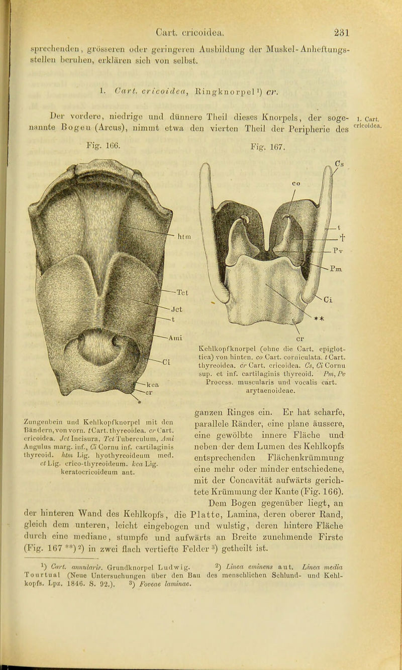 Bprechenden, grosseren oder geringeren Ausbildung der Musltel- Anheftungs- stelk'ii beruhen, erkliiren sich von selbst. 1. Cart, cricoidea, Ringknorpelx) Oi: Per vordere, niedrige und dtlnnero Theil dieses Knorpels, der soge- i. cart, naaate Bogeu (Areus), nimmt etwa don vierten Theil der Peripherie des crlcoldoa- Fiff. 166. Fig. 167. Kehlkopfknorpcl (ohnc die Gart. epiglot- tic.!) von hinten. co Cart, comiculata. <Cart. thyreoidca. cr Cart, cricoidea. Cs, Ci Cornu sup. et inf. cartilaginis thyreoid. Pm,Pv Process, muscularis and vocalis cart, arytaenoideac. ganzen Ringes ein. Er hat scharfe, parallele Rander, eine plane aussere, eine gewolbte innere Flache und neben der dem Lumen des Kehlkopfs entspreehenden Flachenkriimnmng eine mehr oder minder entschiedene, mit der Concavitiit aufwarts gerick- tete Krummung der Kante (Fig. 166). Dem Bogen gegeniiber liegt, an der hinteren Wand des Kelilkopfs, die Platte, Lamina, deren oberer Rand, glcich dem unteren, leiclit eingebogen und wulstig, deren hintere Flache durch eine niedianc, shimpfe und aufwarts an Breite zunclimende Firsto (Fig. 167 **) 2) i„ zwei flach vertiefte Felder8) getheilt ist. 1) Curt, armularit. Grandknorpel L ml wig. 2) Linen eminent aut. Linen media Tourtual (Ncuc Untersuchungcn liber den Ban des mcnschlichcn Schlund- und Kohl- kopfs. Lpz. 1846. S. 92.). 3) Foveae laminae. Zungenbein und Kclilkopfknorpcl mit den tiandcrn, von vorn. £ Cart, thy reoidea. or Cart, cricoidea. Jet Incisure, Tot Tuberculum, Ami Angulus niarg. inf., Ci Cornu inf. cartilaginis thyreoid, htm Lig. hyothyreoideitin mod. el Lig. crico-thyreoideum. kca Lig. kcratocricoidcum ant.