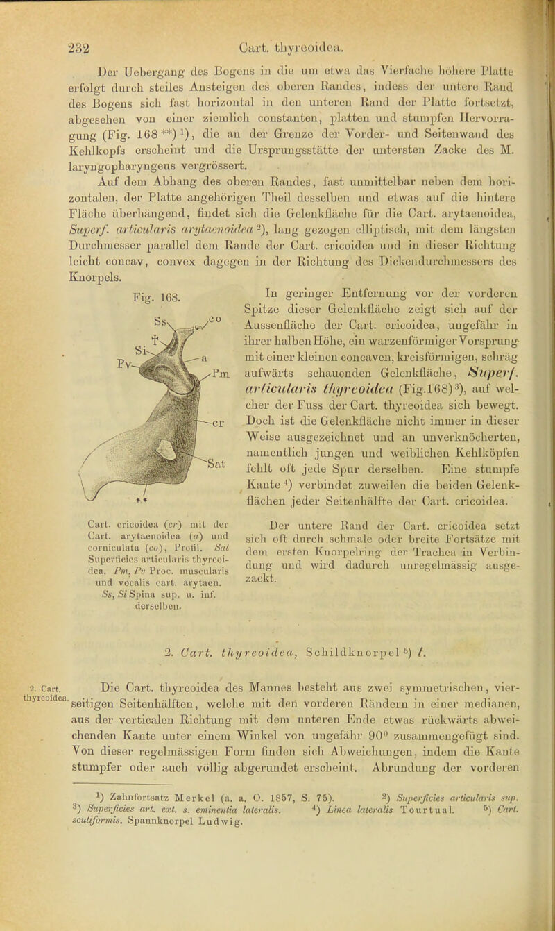 Der Uobergiuig des Bogons in die am etwa das Vierfaehc hohere Platte erfolgt durch stciles Ansteigeu des oborcn Randes, indess der untere Rand des Bogens sicli last horizontal in den unteren Band der Platte fortsetzt, abgeseheji von ciner ziemlicb constanten, plattea and Eitumpfen Hervorra- gung (Fig. 168 **) l), die an der Grenze der Voi der- und Seitenwand de.s Kehlkopfs erscheint und die Ursprungsstatte der untersten Zacke des M. laryngophai'yngeus vergrossert. Auf dem Abhang des oberen Banded, last unniiitelbar neben dem hori- zontalen, der Platte angehorigen Tbeil desselben und etwas auf die hintere Flache iiberhangend, findet sich die Gelenkflaehe fiir die Cart, arytaenoidea, Super/, articularis arytaenoidea'-), laiig gezogen elliptisch, mit dem liingsten Durchmesser parallel dem Rande der Cart, cricoidea und in dieser Richtung leicht concav, convex dagegen in der Richtung des DickendurchnieBBerB des Knorpels. In geringer Entfernung vor der vorderen Spitze dieser Gelenkllache zeigt sich auf der Aussenfliiche der Cart, cricoidea, ungefahr in ihrer halbcnHohe, ein warzenformigerVorsprung mit einer kleinen concaven, kreisformigen, schrag aufwarts schauenden Gelenkflilche, &U/)er/. articularis thyreoidea (Fig.168)3), auf wel- cher der Fuss der Cart, thyreoidea sich bewegt. Doch ist die Gelenkllache nicht immer in dieser Weise ausgezeichnet und an unverknocherten, namentlich jungen und wciblichen Kehlkopfen fehlt oft jede Spur derselben. Eine stumpfe Kante 4) verbindet zuweilen die beiden Gelenk- flachen jeder Seitenhalfte der Cart, cricoidea. Pv~ CO Pill -cr Cart, cricoidea (cr) mil del Cart, arytaenoidea (a) und corniculata (co), l'rotil. Sat Superficies articularis thyreoi- dea. /'»!, Pa Proc. muscularis und vocalis cart, arytacn. Ss, Si Spina sup. u. inf. derselben. Der untere Rand der Cart, cricoidea setzt sich oi't durch sohmale odcr breite Fortsatze mit dem ersten Kuorpehing der Trachea in Verbin- clung und wird dadurch unregelmassig ausge- zackt. 2. Cart, thyreoidea, Schildknorpel 5) /. 2. Cart. Bie Cart, thyreoidea des Mannes besteht aus zwei symmetrischen, vier- thyrC0Klca'seitigen Seitenhalften, welche mit den vorderen Randern in einer medianen, aus der verticalen Richtung mit dem unteren Ende etwas riickwarts abwei- chenden Kante uuter einem Winkel von ungefahr 90 zusainmengeliigt sind. Von dieser regelinassigen Form finden sich Abweichungen, indem die Kante stumpfer oder auch vollig abgerundet erscheint. Abrundung der vorderen *) Zahnfortsatz Merkcl (a. a. O. 1857, S. 75). 2) Superficies articularis sup. 3) Superficies art. ext. s. emineutia lateralis. 4) Linca lateralis Tourtual. 6) Cart, scutiformis. Spannknorpcl Ludwig.