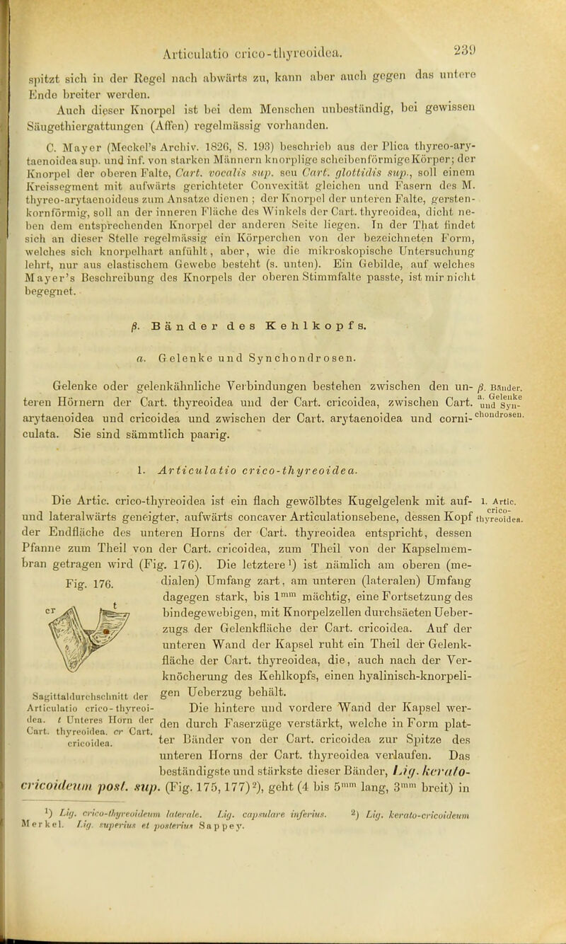 spitzt sich in der Regel nach abwiirts zn, kann aber aneh gegen das untere Ende breiter werden. Auch dieser Knorpel ist bei dem Menschen unbestiindig, bei gewisseu Stiugethiergattimgen (Aff'en) regelmtlssig vorhanden. C. Mayer (Meckel's Archiv. 182fi, S. 193) beschriob aus der Plica thyreo-ary- taenoideasup. und inf. von starkon Mannern knorplige schcibcnformigeKorper; der Knorpel der oberen Falto, Cart, vocalis sup. sou Cart, glottidis sup., soil einem Krcissegment mit aufwarts gerichteter Convexitat ^leichen und Fasern des M. thyreo-arytaenoideus zum Ansatzc dienen ; der Knorpel der unteren Falte, gersten- kornformig, soli an der inneren Flache des Winkels der Cart, thyreoidea, dicht ne- ben dem entsprechenden Knorpel der anderen Seite liegcn. In der That fmdet sich an dieser Stelle regelmassig ein Korperchen von der bezeichneten Form, welches sich knorpelhart anfiihlt, aber, wic die mikroskopische Untersuchung lehrt, nur aus elastischem Gewebe bestcht (s. unten). Ein Gebilde, auf welches Mayer's Beschreibung des Knorpels der oberen Stimmfalte passte, istmirnicht begegnet. p. Bander des Kehlkopfs. a. Gelenke und Synchondrosen. Gelenke oder gelenkahnliche Verbindungen bestehen zwiscben d en UH- p. BJlnder. teren Hornern der Cart, thyreoidea und der Cart, cricoidea, zwischen Cart, 'un/syn? arytaenoidea und cricoidea und zwischen der Cart, arytaenoidea und corni-choudroseu- culata. Sie sind sammtlich paarig. 1. Articulatio erico-thyreoidea. Die Artie, crico-thyreoidea ist ein flach gewolbtes Kugelgelenk mit auf- i. Artie, und lateralwarts geneigter. aufwarts concaver Articulationsebene, dessen Kopf thyreoidea der Endfliiche des unteren Horns der Cart, thyreoidea entspricht, dessen Pfanne zum Theil von der Cart, cricoidea, zum Theil von der Kapselmem- bran getragen wird (Fig. 176). Die letztere1) ist namlich am oberen (me- Fig. 176. dialen) Umfang zart, am unteren (lateralen) Umfang dagegen stark, bis lmm machtig, eine Fortsetzung des bindegewebigen, mit Knorpelzellen durchsiieten TJeber- zugs der Gelenkfliiche der Cart, cricoidea. Auf der unteren Wand der Kapsel ruht ein Theil dei* Gelenk- flache der Cart, thyreoidea, die, auch nach der Ver- knocherung des Kehlkopfs, einen hyalinisch-knorpeli- Sagitfsldnrchsohnitt dor Ueberzug behalt. Articnlatio crico-thyreoi- Die hintere und vordere Wand der Kapsel wer- dea. t Unteres Horn der ^m ciurcn Faserziige verstiirkt, welche in Form plat- Cart, thyreoidea. Or Curt. _ : ° n . ' . r cricoidea. 'er Uander von der Lavt. cricoidea zur opitze des unteren Horns der Cart, thyreoidea verlaufen. Das bestandigste und stiirkste dieser Bander, Lig. her til 0- cricoideum posf. sup. (Fig. 175,177)2), geht (4 bis 5mm lang, 3mm breit) in i) Lig. crico-Oiyreoideum lalerale. Lig. capsulars inferius. Merkel. Lig. r.uperius et posUrilu Snppey. 2J Lit), kerato-cricoideum