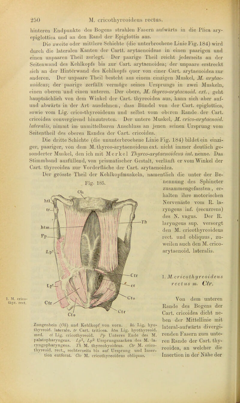 hinteren Endpuiikte dos Bogeus stridden Fasern aulwiirts in die Plica ary- epiglottica and an don Rand dor Epiglottis aus. Die zweite oder mittlere Schiclite (die unterbrochene LiuieFig. 184) wird durch die lateralen Kanten dor Cartt. arytaenoideae in einen paarigen und einon unpaaren Theil zerlegt. Der paarige Theil reicht jederseits au der Seitenwand des Kehlkopfs bis zur Cart, arytaenoidea; der unpaaro erstreckt sich an der Hinterwand dos Kehlkopfs quer von oinor Cart, arytaenoidea zur anderen. Der unpaare Theil besteht aus einein einzigen Muskel, M. arytac- noideus; der paarige zerfiillt vermoge seines Ursprungs in zwei Muskeln, einen oberen und einen unteren. Der obere, M. Utyreo-arytaenoid. ext., geht hauptsachlich von dera Winkel der Cart, thyreoidea aus, kanu sich aber auf- nud abwarts in der Art ansdehnen, dass Biindel von der Cart, epiglottica, sowie vom Lig. crico-thyreoideum und selbst voni oberen Rande dor Cart, oricoidea convergirend hinzutreten. Der untere Muskel, M. crico-arytacnoid. lateralis, nimmt im unmittelbaren Anschluss an jenen seinen Ursprung vom Seitentheil des oberen Randes der Cart, cricoidea. Die dritte Schiclite (die iinuntorbrochene Linie Fig. 184) bildet ein einzi- ger, paariger, von dem M. thyreo-arytaenoideus ext. nicht ininier deutlich ge- sonderter Muskel, den ich mit Merkel Tliyrco-arytaeitoideus int. nenne. Das Stimmband ausfullend, von prisrnatischer Gestalt, verlauft er voni Winkel der Cart, thyreoidea zur Vorderfliiche der Cart, arytaenoidea. Der grosste Theil der Kehlkopfmuskeln, namentlich die unter der Be- Fig. 185. 1. M. crico- tbyr. rect. Cto Zimgenbcin (Oil) unci Kchlkopf VOn vorn. hU Lig. hyo- thyreoid. lateralc. Cart, triticea. htm Lig. hyothyreoid. med. el Lig. cricotliyreoid. /'/> Untcrcs Ende des M. nennung des Sphincter zusaniniengefassten, er- halten ihre motorischen Nervenaste vom R. la- ryngeus inf. (recurrens) des N. vagus. Der R. laryngeus sup. versorgt den M. cricothyreoideus rect. und obliquus, zu- weilen auch den M. crico- arytaenoid. lateralis. 1. M.cricothyreoideus rectus m. Cff. Von dem unteren Rande des Bogens der Cart, cricoidea dicht ne- ben der Mittellinie mit lateral-aufwarts divergi- renden Fasern zum unte- palalopharyngeus. Lp*, Lp% Ursprungszackcn dos M. la- ren Rande der Cart, thy- ryngopharyngeus. Th M. thyreohyoideus. Ctr M. crico- :j„ _ „i„k^- Aln thyreoid, rect., rechterseits bis auf Ursprung und Inser- tion entfernt. Cto M. cricothyreoideus obliquus Insertion in der Nahe der