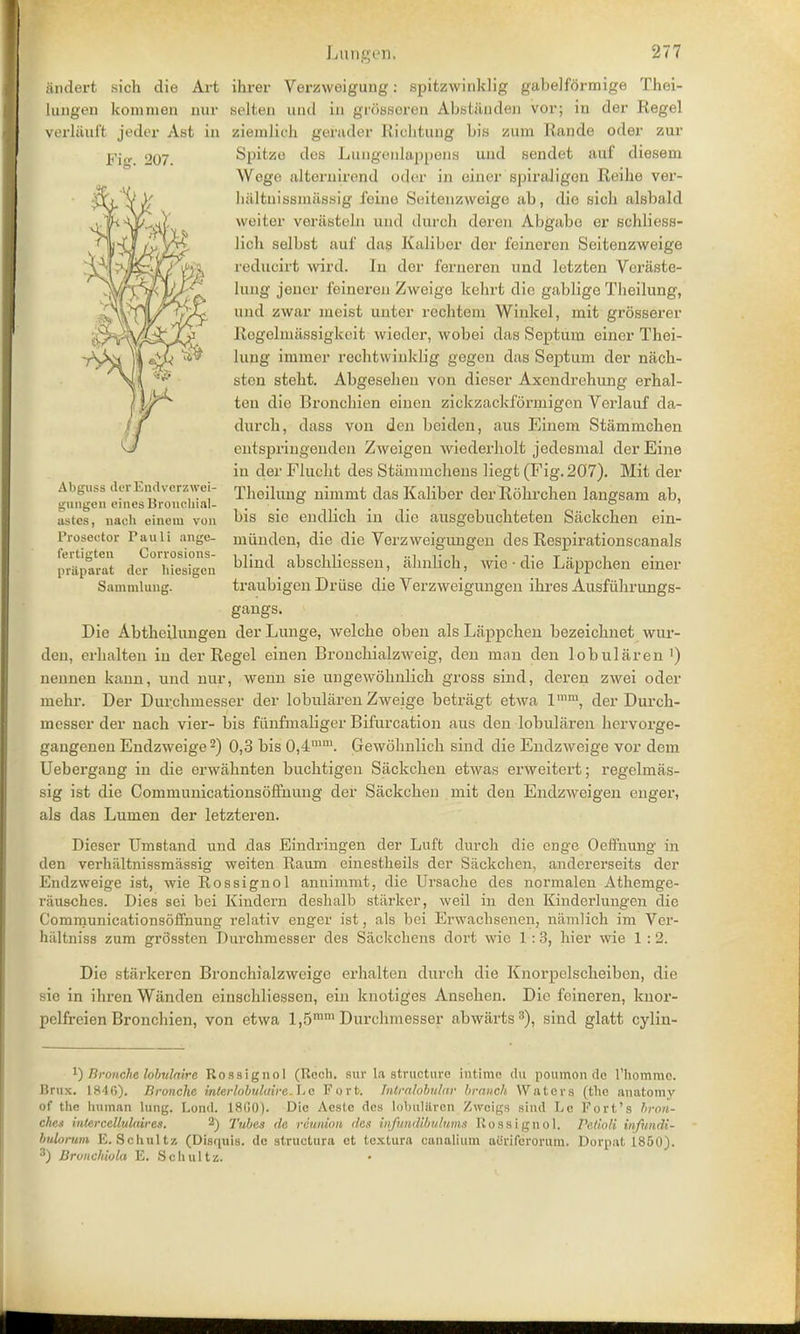 Ficr. -'07. andert sich die Art ihrer Verzweigung: spitzwinklig gabelformige Thei- lungen koninien uur solten unci in grossoren Abstilnden vor; in der Kegel verliiuft jeder Ast in ziemlieh gerader Ricbtung bis zum Rande oder zur Spitze des Lungrnlappens uud sendet auf diesem Wege alternireud oder in cincr spindigun Reihe ver- haltnissmilssig foine Seitenzweige ab, die sich alsbald weiter verasteln und durch deren Abgabo er schliess- licb selbst auf das Kalibcr der feineren Seitenzweige icducirt ward. In dor ferneren und letzten Voraste- lung jener feineren Zweige kehrt die gablige Theilung, und zwar meist unter rechteni Winkcl, mit grosserer RegelmaBsigkeit wieder, wobei das Septum eincr Thei- % e^b ^ lung immer rechtwinklig gegen das Septum der nach- \()[ _ ^ sten stebt. Abgesehen von dieser Axendrehung erhal- ten die lironchien einen zickzacklormigen Verlauf da- durcb, dass von den beiden, aus Einem Stamrnchen entspringenden Zwcigen wiederholt jedesmal der Eine in der Flucht des Stammchens liegt (Fig. 207). Mit der Theilung nimmt das Kaliber der Rohrchen langsam ab, bis sie endlich in die ausgebuchteten Sackchen ein- mlinden, die die Verzweigungen des Respirationscanals blind abschlicssen, ahnlich, wic • die Lappchen einer traubigen Driise die Verzweigungen ihres Ausfiihrungs- gangs. Die Abtheilungen der Lunge, welehe oben als Lappchen bezeichnet wur- den, erhalten in der Regel einen Bronchialzweig, den man den lobularen ') nennen kann, und nur, wenn sie ungewohnlich gross sind, deren zwei oder niehr. Der Durchinesser der lobularen Zweige betragt etwa ln,m, der Durch- inesser der nach vier- bis fuhfmaliger Bifurcation aus den lobularen hervorge- gangenen Endzweige 2) 0,3 bis 0,4mui. Gewohnlich sind die Endzweige vor dem Uebergang in die erwahnten buchtigen Sackchen etwas erweitert; regelinas- sig ist die Communicationsoffnung der Sackchen mit den Endzweigen enger, als das Lumen der letzteren. Dieser Umstand und das Eindringen der Luft durch die enge Oeffuung in den verhaltnissmassig weiten Raum einestheils der Sackchen, andererseits der Endzweige ist, wie Rossignol annimmt, die Ursache des normalen Athemge- riiusches. Dies sei bei Kindern deshalb stiirker, weil in den Kinderlungen die Communicationsoffnung relativ enger ist, als bei Erwachsencn, namlich im Ver- hiiltniss zum grossten Durchmesser des Sackchens dort wic 1:3, hier wie 1 :2. Die stiirkercn Bronchialzweige erhalten durch die Knorpclscheiben, die sie in ihren Wilnden einschliessen, ein knotiges Ansehen. Die feineren, knor- pclfreien Bronchien, von etwa l,5ram Durchmesser abwiirts3), sind glatt cylin- Abguss dor End verzwei- gungen einesBronchial- ustcs, naeh eineui von Prosector Pauli ange- fertigten Corrosions- prftparat der hiesigen Sammlung. !) Bronche lobulaire Rossignol (Rcch. sur la structure iutime du poumon dc riiomme. Hrux. 1846). Bronche inlerlobulaire.ljo Fort. Intralobular branch Waters (the anatomy of the human lung. Lond. 1800). Die Aesle des lobuliiren Zwcigs sind Le Fort's bran- ches interccllulaires. 2) Tubes de reunion des infundibvlunis Rossignol. Petioli infundi- bulorum E. Schultz (Disquis. dc structura ct tcxtura canalium aerifcrorum. Dorpal i850). 3) Bronchiola E. Sell ill tz.