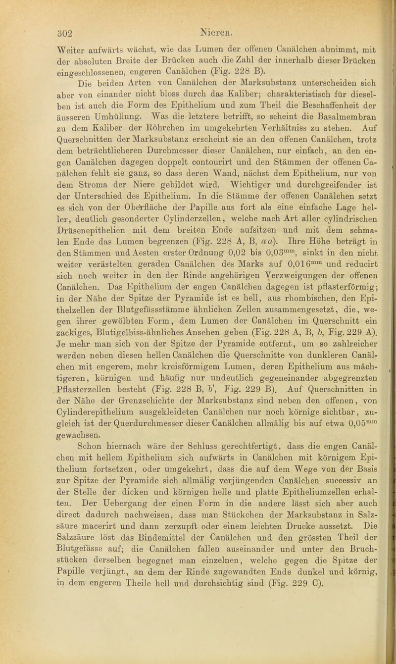 Weiter aufwiirts wiichst, wie das Lumen der offenen Canalchen abnimmt, mit der absoluten Breite der Briicken auch die Zahl der innerhalb dieser Briicken eingeschlossenen, engeren Canalchen (Fig. 228 B). Die beiden Arten von Canalchen der MarksubBtanz unterscheiden sich aber von einander nicht bloss durch das Kaliber; charakteristisch fiir diesel- ben ist auch die Form des Epithelium und zum Theil die Beschaffenheit der jiusseren Umhiillung. Was die letztere betrifft, so scheint die Basalmembran zu dem Kaliber der Rohrchen im umgekehrten Verhaltniss zu stehen. Auf Querschnitten der Marksubstanz erscheint sie an den offenen Canalchen, trotz dem betrachtlicheren Durchmesser dieser Canalchen, nur einfach, an den en- gen Canalchen dagegen doppelt contourirt und den Stammen der offenen Ca- nalchen fehlt sie ganz, so dass deren Wand, nachst dem Epithelium, nur von dem Stroma der Niere gebildet wird. Wichtiger und durchgreifender ist der Unterschied des Epithelium. In die Stamme der offenen Canalchen setzt es sich von der Obetrflache der Papille aus fort als eine einfache Lage hel- ler, deutlich gesonderter Cylinderzellen, welche nach Art aller cylindrischen Driisenepithelien mit dem breiten Ende aufsitzen und mit dem schma- len Ende das Lumen begrenzen (Fig. 228 A, B, a a). Ihre Hohe betragt in den Stammen undAesten erster Ordnung 0,02 bis 0,03mm, sinkt in den nicht weiter verastelten geraden Canalchen des Marks auf 0,016mm und reducirt sich noch weiter in den der Rinde angehorigen Verzweigungen der offenen Canalchen. Das Epithelium der engen Canalchen dagegen ist pflasterformig; in der Nahe der Spitze der Pyramide ist es hell, aus rhombischen, den Epi- thelzellen der Blutgefassstamme ahnlichen Zellen zusammengesetzt, die, we- gen ihrer gewolbten Form, dem Lumen der Canalchen im Querschnitt ein zackiges, Blutigelbiss-ahnliches Ansehen geben (Fig. 228 A, B, b, Fig. 229 A). Je mehr man sich von der Spitze der Pyramide eutfernt, um so zahlreicher werden neben diesen hellen Canalchen die Querschnitte von dunkleren Canal- chen mit engerem, mehr kreisformigem Lumen, deren Epithelium aus mach- tigeren, kornigen und haufig nur undeutlich gegeneinander abgegrenzten Pflasterzellen besteht (Fig. 228 B, b', Fig. 229 B). Auf Querschnitten in der Nahe der Grenzschichte der Marksubstanz sind neben den offenen, von Cylinderepithelium ausgekleideten Canalchen nur noch kornige sichtbar, zu- gleich ist der Querdurchmesser dieser Canalchen allmalig bis auf etwa 0,05mm gewachsen. Schon hiernach ware der Schluss gerechtfertigt, dass die engen Canal- chen mit hellem Epithelium sich aufwarts in Canalchen mit kornigem Epi- thelium fortsetzen, oder umgekehrt, dass die auf dem Wege von der Basis zur Spitze der Pyramide sich allmalig verjiingenden Canalchen successiv an der Stelle der dicken und kornigen helle und platte Epitheliumzellen erhal- ten. Der Uebergang der einen Form in die andere lasst sich aber auch direct dadurch nachweisen, dass man Stuckchen der Marksubstanz in Salz- saure macerirt und dann zerzupft oder einem leichten Drucke aussetzt. Die Salzsaure lost das Bindemittel der Canalchen und den grossten Theil der Blutgefasse auf; die Canalchen fallen auseinander und unter den Bruch- stiicken derselben begegnet man einzelnen, welche gegen die Spitze der Papille verjiingt, an dem der Rinde zugewandten Ende dunkel und kornig, in dem engeren Theile hell und durchsichtig sind (Fig. 229 C).