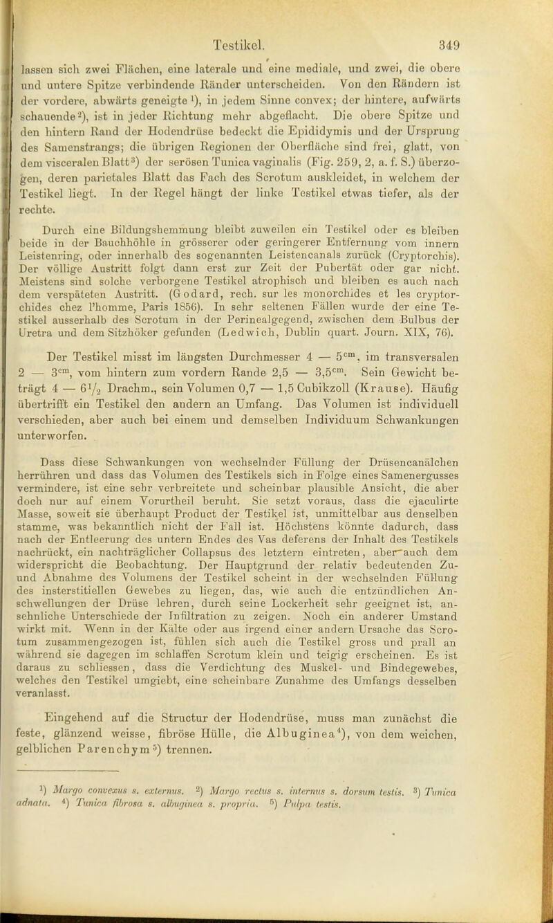 t lassen sicb zwei Fliichen, eine laterale unci eine mediale, unci zwei, die obere und untere Spitze verbindende Rander unterscheiden. Von den Randern ist der vordere, abwarts geneigte 1), in jedem Sinne convex; der hintere, aufwiirts schauende2), ist in jeder Richtuug raehr abgeflacht. Die obere Spitze und den bintern Rand der Hodendriise bedeckt die Epididymis und der (Jrsprung des Samenstrangs; die ubrigen Regionen der Oberfliiche sind frei, glatt, von dem visceralen Blatt3) der serosen Tunica vaginalis (Fig. 259, 2, a. f. S.) iiberzo- gen, deren parietales Rlatt das Fach des Scrotum auskloidet, in welchem der Testikel liegt. In der Regel hangt der linke Testikel etwas tiefer, als der rechte. Durch eine Bildungshemmung bleibt zuweilen ein Testikel oder es bleiben beide in der Bauchhohle in grosserer oder geringerer Entf'ernung vom innern Leistenring, oder innerhalb des sogenannten Leistencanals zuriick (Cryptorcbis). Der vollige Austritt folgt dann erst zur Zeit der Pubertiit oder gar nicht. Meistens sind solchc verborgene Testikel atropbisch und bleiben es auch nach dem verspateten Austritt. (Godard, recb. sur leB monorchides et les cryptor- chides chez l'homme, Paris 1856). In sehr seltenen Fallen wurde der eine Te- stikel ausserbalb des Scrotum in der Perinealgegend, zwischen dem Bulbus der Uretra und dem Sitzhoker gefunden (Ledwich, Dublin quart. Journ. XIX, 76). Der Testikel misst im laugsten Durchmesser 4 — 5cm, im transversalen 2 — 3era, vom bintern zum vordern Rande 2,5 — 3,5cm. Sein Gewicht be- triigt 4 — 61/.! Dracbm., sein Volumen 0,7 — 1,5 Cubikzoll (Krause). Haufig iibertrifft ein Testikel den andern an Umfang. Das Volumen ist individuell verschieden, aber aucb bei einem und demselben Individuum Schwankungen unterworfen. Dass diese Scbwankungon von wecbselnder Fiillung der Driisencanalchen herriihren und dass das Volumen des Testikels sicb in Folge eines Samenergusses vermindere, ist eine sehr verbreitete und scheinbar plausible Ansicht, die aber doch nur auf einem Vorurtbeil berubt. Sie setzt voraus, dass die ejaculirte Masse, soweit sie iiberhaupt Product der Testikel ist, unmittelbar aus denselben stamme, was bekanntlicb nicht der Fall ist. Hocbstens konnte dadurch, dass nach der Entleerung des untern Endes des Vas deferens der Inhalt des Testikels nachriickt, ein nachtraglicher Collapsus des letztern eintreten, aber'auch dem widerspricht die Beobachtung. Der Hauptgrund der relativ bedeutenden Zu- und Abnahme des Volumens der Testikel scheint in der wechselnden Fiillung des insterstitiellen Gewebes zu liegen, das, wie aucb die entziindlichen An- schwellungen der Driise lehren, durch seine Lockerheit sehr geeignet ist, an- sehnliche Unterschiede der Infiltration zu zeigen. Nocb ein anderer Umstand wirkt mit. Wenn in der Kalte oder aus irgend einer andern Ursache das Scro- tum zusammengezogen ist, fiihlen sicb auch die Testikel gross und prall an wahrend sie dagegen im schlaffen Scrotum klein und teigig erscheinen. Es ist daraus zu schliessen, dass die Verdichtung des Muskel- und Bindegewebes, welches den Testikel umgiebt, eine scheinbare Zunahme des Umf'angs desselben veranlasst. Eingehend auf die Structur der Hodendriise, muss man zunachst die feste, glanzend weisse, fibrose Hiille, die Albuginea4), von dem weicben, gelblichen Parenchym5) trennen. ') Margo convexus s. exlernus. 2) Margo rectvs s. internus s. dorsum testis. 3) Tunica adnata. 4) Tunica fibrosa s. albuginea 8. propria. r>) Pulpa testis.