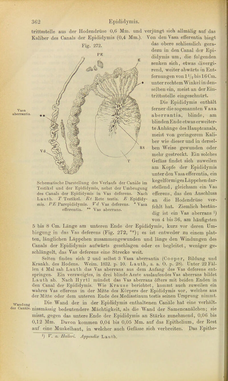 trittsstelle aus der Hodendriise 0,6 Mm. und verjiingt sich allmalig auf das Kaliber des Canals der Epididymis (0,4 Mm.). Von den Vasa efferentia biegt Fig. 272. Vasa aberrantia. * * das obere schliesslich gera- dezu in den Canal der Epi- didymis um, die folgenden senken sich, etwas divergi- rend, weiter abwarts in Ent- fernungen von 11/2 bis 16 Cm. unter rechtem Winkel in den- selben ein, meist an der Ein- trittsstelle eingeschniirt. Die Epididymis enthalt ferner diesogenannten Vasa aberrantia, blinde, am blindenEnde etwas erweiter- te Anhange des Hauptcanals, meist von geringerem Kali- ber wie dieser und in dersel- ben Weise gewuuden oder mehr gestreckt. Ein solches Gefass findet sich zuweilen am Kopfe der Epididymis unter den Vasa efferentia, ein kegelformigesLappchen dar- stellend, gleichsam ein Vas efferens, das den Anschluss an die Hodendruse ver- fehlt hat. Ziemlich bestan- dig ist ein Vas aberrans von 4 bis 36, am haufigsten 5 bis 8 Cm. Lange am unteren Ende der Epididymis, kurz vor deren Um- biegung in das Vas deferens (Fig. 272, **); es ist entweder zu einem plat- ten, langlichen Lappchen zusammengewunden und langs den Windungen des Canals der Epididymis aufwarts geschlagen oder es begleitet, weniger ge- schlangelt, das Vas deferens eine Strecke weit. Selten finden sich 2 und selbst 3 Vasa aberrantia (Cooper, Bildung und Krankh. des Hodens. Weim. 1832. p. 10. Lauth, a. a. 0. p. 28). Unter 22 Fal- len 4 Mai sah Lauth das Vas aberrans aus dem Anfang des Vas deferens ent- springen. Ein verzweigtes, in drei blinde Aeste auslaufendes Vas aberrans bildet Lauth ab. Nach Hyrtl mundet das Vas aberrans ofters mit beiden Enden in den Canal der Epididymis. Wie Krause berichtet, kommt auch zuweilen ein wahres Vas efferens in der Mitte des Korpers der Epididymis vor, welches aus der Mitte oder dem unteren Ende des Mediastinum testis seinen Ursprung nimmt. Wandung ^ie Wand der in der Epididymis enthaltenen Cahale hat eine verha.lt- der Canaie. nissmassig bedeutendere Machtigkeit, als die Wand der Samencanalchen; sie misst, gegen das untere Ende der Epididymis an Starke zunehmend, 0,06 bis 0,12 Mm. Davon kommen 0,04 bis 0,05 Mm. auf das Epithelium, der Rest auf eine Muskelhaut, in welcher auch Gefasse sich verbreiten. Das Epithe- J) V. a. Halleri. Appendix Lauth. Schematische Darstellung des Verlaufs der Canaie im Testikel und der Epididymis, nebst der Umbeugung des Canals der Epididymis in Vas deferens. Nach Lauth. T Testikel. Rt Rete testis. E Epididy- mis. PE Parepididymis. Vd Vas deferens. * Vasa efferentia. ** Vas aberrans.