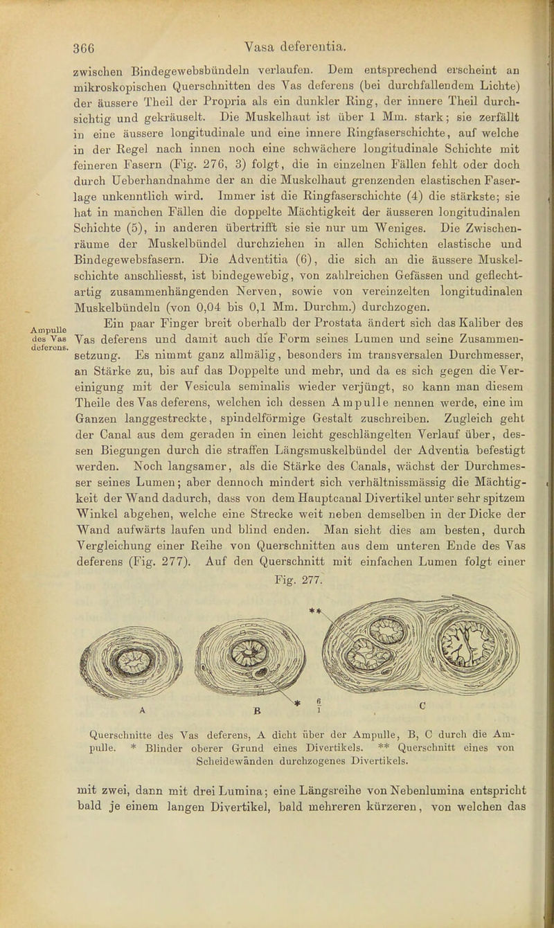 zwischen Bindegewebsbiiudeln verlaufen. Dem entsprechend erscheint an mikroskopischen Querscknitten des Vas deferens (bei durchfallendeni Lickte) der aussere Tbeil der Propria als ein dunkler Ring, der innere Tkeil durch- sicktig und gekrauselt. Die Muskelbaut ist iiber 1 Mm. stark; sie zerfallt in eine aussere longitudinale und eine innere Ringfasersckickte, auf welcbe in der Regel nack innen nock eine sckwackere longitudinale Sckickte mit feineren Fasern (Fig. 276, 3) folgt, die in einzelnen Fallen feklt oder dock durck Ueberkandnaknie der an die Muskelkaut grenzenden elastiscken Faser- lage unkenntlick wird. Iinmer ist die Ringfasersckichte (4) die starkste; sie kat in mancben Fallen die doppelte Macktigkeit der ausseren longitudinalen Schicbte (5), in anderen iibertrifft sie sie nur urn Weniges. Die Zwischen- raume der Muskelbiindel durckzieken in alien Sckickten elastiscke und Bindegewebsfasern. Die Adventitia (6), die sick an die aussere Muskel- sckickte ansckliesst, ist bindegewebig, von zahlreicben Gefassen und gefleckt- artig zusanimenkangenden Nerven, sowie von vereinzelten longitudinalen Muskelbiindeln (von 0,04 bis 0,1 Mm. Durcbm.) durckzogen. Ein naar Finger breit oberkalb der Prostata andert sicb das Kaliber des Atnpulle r . des Vas Vas deferens und damit auch die Form seines Lumen und seine Zusammen- setzung. Es nimmt ganz allmalig, besonders im transversalen Durckmesser, an Starke zu, bis auf das Doppelte und mebr, und da es sich gegen die Ver- einigung mit der Vesicula seminalis wieder verjiingt, so kann man diesera Tkeile des Vas deferens, welcken icb dessen Ampulle nennen werde, eine im Ganzen langgestreckte, spindelformige Gestalt zusckreiben. Zugleick gekt der Canal aus dem geraden in einen leickt gescblangelten Verlauf iiber, des- sen Biegungen durck die straffen Langsmuskelbiindel der Adventia befestigt werden. Nock langsamer, als die Starke des Canals, wacbst der Durckmes- ser seines Lumen; aber dennock mindert sick verkaltnissmassig die Macktig- keit der Wand dadurch, dass von dem Hauptcanal Divertikel unter sekr spitzem Winkel abgeken, welcke eine Strecke weit neben demselben in der Dicke der Wand aufwarts laufen und blind enden. Man siekt dies am besten, durck Vergleicbung einer Reibe von Querscknitten aus dem unteren Ende des Vas deferens (Fig. 277). Auf den Querscknitt mit einfacken Lumen folgt einer Fig. 277. Quersclinitte des Vas deferens, A dicht fiber der Ampulle, B, C durch die Am- pulle. * Blinder oberer Grund eines Divertikels. ** Querschnitt eines von Scheidewanden durchzogenes Divertikels. mit zwei, dann mit dreiLumina; eine Langsreike von Nebenlumina entspricbt bald je einem langen Divertikel, bald mehreren kiirzeren, von welcken das