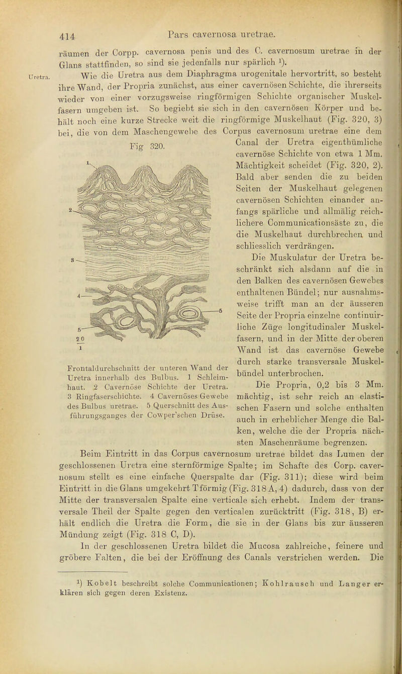 ITretra. raumen der Corpp. cavernosa penis und des C. cavernosum uretrae in der Glans stattfinden, so sind sie jedenfalls nur sparlich i). Wie die Uretra aus dem Diaphragma urogenitale hervortritt, so besteht ihre Wand, der Propi'ia zunachst, aus einer cavernosen Schichte, die ihrerseits wieder von einer vorzugsweise ringformigen Schichte organischer Muskel- fasern umgeben ist. So begiebt sie sich in den cavernosen Korper und be- halt noch eine kurze Strecke weit die ringformige Muskelhaut (Fig. 320, 3) bei, die von dem Maschengewebe des Corpus cavernosum uretrae eine dem Fig 320. Canal der Uretra eigenthiimliche cavernose Schichte von etwa 1 Mm. Machtigkeit scheidet (Fig. 320, 2). Bald aber senden die zu beiden Seiten der Muskelhaut gelegenen cavernosen Schichten einander an- fangs sparliche und allmalig reich- lichere Communication paste zu, die die Muskelhaut durchbrechen und schliesslich verdrangen. Die Muskulatur der Uretra be- schrankt sich alsdann auf die in den Balken des cavernosen Gewebes enthaltenen Biindel; nur ausnahms- weise trifft man an der ausseren Seite der Propria einzelne continuir- liche Ziige longitudinaler Muskel- fasern, und in der Mitte der oberen Wand ist das cavernose Gewebe durch starke transversale Muskel- biindel unterbrochen. Die Propria, 0,2 bis 3 Mm. machtig, ist sehr reich an elasti- schen Fasern und solche enthalten auch in erheblicher Menge die Bal- ken, welche die der Propria nach- sten Maschenraume begrenzen. Beim Eintritt in das Corpus cavernosum uretrae bildet das Lumen der geschlossenen Uretra eine sternformige Spaite; im Schafte des Corp. caver- nosum stellt es eine einfache Querspalte dar (Fig. 311); diese wird beim Eintritt in die Glans umgekehrt Tformig (Fig. 318 A, 4) dadurch, dass von der Mitte der transversalen Spalte eine verticale sich erhebt. Indem der trans- versale Theil der Spalte gegen den verticalen zuriicktritt (Fig. 318, B) er- halt endlich die Uretra die Form, die sie in der Glans bis zur ausseren Miindung zeigt (Fig. 318 C, D). In der geschlossenen Uretra bildet die Mucosa zahlreiche, feinere und grobere Falten, die bei der Eroffnung des Canals verstricben werden. Die Frontaldurclischnitt der nnteren Wand der Uretra innerhalb des Bulbus. 1 Schleim- haut. 2 Cavernose Schichte der Uretra. '■'> Ringfaserscliichte. 4 Cavernoses Gewebe des Bulbus uretrae. 5 Quersebnitt des Aus- fuhrungsganges der Cowper'schen Driise. *) Kobelt beschreibt solche Communicationen; Kohlrausch und Langer er- klaren sich gegen deren Existenz.