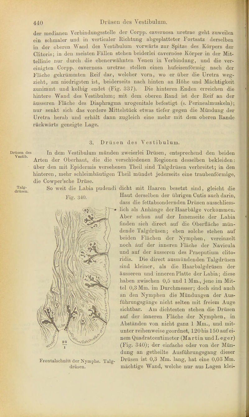 der ruedianeu Verbindungsstelle der Corpp. cavernosa uretrac geht zuweilen ein schrnaler und in verticaler Richtung abgeplatteter Fortsatz derselben in der oberen Wand des Vestibulum vorwarts zur Spitze des Korpers der Clitoris; in den meisten Fallen steben beiderlei cavernose Korper in der Mit- tellinie nur durch die ebenerwahnten Venen in Verbindung, und die ver- einigten Corpp. cavernosa uretrae stellen einen bufeisenformig nacb der Flache gekriimmten Reif dar, welcher vorn, wo er iiber die Uretra weg- zieht, am niedrigsten ist, beiderseits nach hinten an Hohe und Machtigkeit zunimmt und kolbig endet (Fig. 33 7). Die hinteren Enden erreichen die hintere Wand des Vestibulum; mit dem oberen Rand ist der Reif an der ausseren Flache des Diaphragma urogenitale befestigt (s. Perinealmuskeln); nur senkt sich das vordere Mittelstiick etwas tiefer gegen die Miin dung der Uretra herab und erhalt dann zugleich eine mehr mit dem oberen Rande riickwarts geneigte Lage. 3. Driisen des Vestibulum. Drusen des In dem Vestibulum miinden zweierlei Driisen, entsprechend den beiden Vestib. Arten der Oberhaut, die die verschiedenen Regionen desselben bekleiden: iiber den mit Epidermis versehenen Theil sind Talgdriisen verbreitet; in den hinteren, mehr schleimhautigen Theil miindet jederseits eine traubenformige, die Cowper'sche Druse. Taig- 30 weJt c|ie Labia pudendi dicht mit Haaren besetzt sind, gleicht die Haut derselben der iibrigen Cutis auch darin, dass die fettabsondernden Drusen ausschliess- lich als Anhange derHaarbalge vox'konimen. Aber schon auf der Innenseite der Labia finden sich direct auf die Oberflache miin- dende Talgdriisen; eben solche stehen auf beiden Flachen der Nymphen, vereinzelt noch auf der inneren Flache der Navicula und auf der ausseren des Praeputium clito- ridis. Die direct ausmiindenden Talgdriisen sind kleiner, als die Haarbalgdriisen der ausseren und inneren Platte der Labia; diese haben zwischen 0,5 und 1 Mm., jene im Mit- tel 0,3 Mm. im Durchmesser; doch sind auch an den Nymphen die Miindungen der Aus- fiihrungsgange nicht selten mit freiem Auge sichtbar. Am dichtesten stehen die Driisen auf der inneren Flache der Nymphen, in Abstanden von nicht ganz 1 Mm., und mit- unter reihenweise geordnet, 120bis 150 auf ei- nem Quadratceutimeter (Martin und L eger) (Fig. 340); der einfache oder von der Miin- dung an getheilte Ausfiihrungsgang dieser Frontalschnitt der Nymphe. Talg- Drusen ist °>3 Mm- lang> eine 0,03 Mm. driisen. machtige Wand, welche nur aus Lagen klei- Fig. 340.