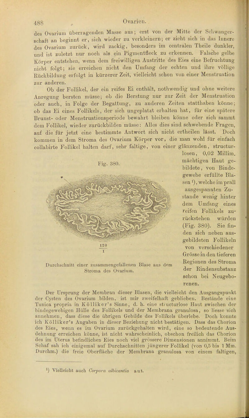 des Ovarium iiberragenden Masse aus; erst von der Mitte der Schwanger- schaft an beginnt er, sich wieder zu verkleinern; er zieht sich in das Innere des Ovarium zuriick, wird zackig, besonders im centralen Theile dunkler, und ist zuletzt nur noch als ein Pigmentfleck zu erkennen. Falsche gelbe Korper entstehen, wenn dem freiwilligen Austritte des Eies eine Befruchtung nicht folgt; sie erreichen nicht den Umfang der echten und ibre vollige Rtickbildung erfolgt in kiirzerer Zeit, vielleicht scbon von einer Menstruation zur anderen. Ob der Follikel, der ein reifes Ei enthalt, nothwendig und ohne weitere Anregung bersten miisse; ob die Berstung nur zur Zeit der Menstruation oder auch, in Folge der Begattung, zu anderen Zeiten stattbaben konne; ob das Ei eines Follikels, der sich ungeplatzt erbalten hat, fur eine spatere Brunst- oder Menstruationsperiode bewahrt bleiben konne oder sich sammt dem Follikel, wieder zuriickbilden miisse: Alles dies sind schwebende Fragen, auf die fur jetzt eine bestimmte Antwort sich nicht ertheilen lasst. Doch kommen in dem Stroma des Ovarium Korper vor, die man wohl fur einfach collabirte Follikel halten darf, sehr faltige, von einer glanzenden, structur- losen, 0,02 Millim. Fig. 380. 120 1 Durchschnitt einer zusammengefalleneu Blase aus dem Stroma des Ovarium. machtigen Haut ge- bildete, von Binde- gewebe erfiillte Bla- sen '), welche im prall ausgespannten Zu- stande wenig hinter dem Umfang eines reifen Follikels zu- riickstehen wiirden (Fig. 380). Sie fin- den sich neben aus- gebildeten Follikeln von verschiedener Grossein den tieferen Iiegionen des Stroma der Rindensubstanz schon bei Neugebo- renen. Der Ursprung der Membran dieser Blasen, die vielleicht den Ausgangspunkt der Cysten des Ovarium bilden, ist mir zweifelhaft geblieben. Bestiinde eine Tunica propria in Kolliker's Sinne, d. h. eine stiucturlose Haut zwischen der bindegewebigen Hiille des Follikels und der Membrana granulosa, so liesse sich annehmen, dass diese die iibrigen Gebilde des Follikels iiberlebe. Doch konnte ich Kolliker's Angaben in dieser Beziehung nicht bestatigen. Dass das Chorion des Eies, wenn es im Ovarium zuriickgehalten wird, eine so bedeutende Aus- dehnung erreichen konne, ist nicht wahrscheinlich, obschon freilich das Chorion des im Uterus befindlichen Eies noch viel grossere Dimensionen anniromt. Beim Schaf sah ich einigemal auf Durchschnitten jlingerer Follikel (von 0,5 bis 1 Mm. Durchm.) die freie Oberflache der Membrana granulosa von einem faltigen, ) Vielleicht auch Corpora albicantia aut.