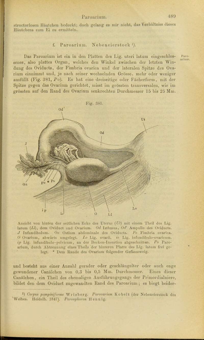 Btruoturlosen Hautohen bedeokt; doch gclang es niir trioht, das VerhaltniBS diesi s Hautohens zum Ei zu ermitteln. f. Paroarium. Nebenoierstock '). Das Paroarium ist eiu in den Platten des Lig. uteri latum eingeschlos- senes, also plattes Organ, welches den Wiukol zwischen der letzten Win- dung des Oviducts, der Fimbria ovarica und der lateralen Spitze des Ova- rium einnimmt und, je nach seiner wechselnden Grosse, mehr oder weniger ausf'ullt (Fig. 381, Po). Es hat cine dreiseitigc oder Fachcrform, mit der Spitze gegen das Ovarium gerichtet, misst im grossten transversalen, wie im grossten auf den Rand des Ovarium senkrechteu Durchinesser 15 bis 25 Mm. Fig. 381. Od' Ansicht von hinten der seitlichen Eckc des Uterus (Ui) mit einem Theil des Lig. latum (LI), dem Oviduct und Ovarium. Od Isthmus, Od' Ampulle des Oviducts. ./ Infundibuhim. Oa Ostium abdominale des Oviducts. Fo Fimbria ovarica. 0 Ovarium, ab warts umgelegt. Lo Lig. ovarii, io Lig. infundibulo-pvaricum. ip Lig. infundibnlo-pelvicum, an der Becken-Insertion abgesolmitten. Po Paro- arium, dnrcli Abtrennung eines Theils der hinteren Platte des Lig. latum frei gc- legt. * Dem Rande des Ovarium folgender Gefiisszweig. und besteht aus einer Anzahl gerader oder geschliingelter oder auch enge gewundener Caniilchcn von 0,3 bis 0,5 Mm. Durehmesser. Eines dieser Canalchen, ein Theil des chemaligen Ausfiihrungsgangs der Primordialniere, bildet den dem Oviduct zugewandtcn Rand des Paroarium ; es biegt beider- ') Corpus pampiniform?. Wrisberg. Parovarium Kobelt (der Nebeneierstock des Weibes. Heidelb. 1847). Paroophoron II en nig.