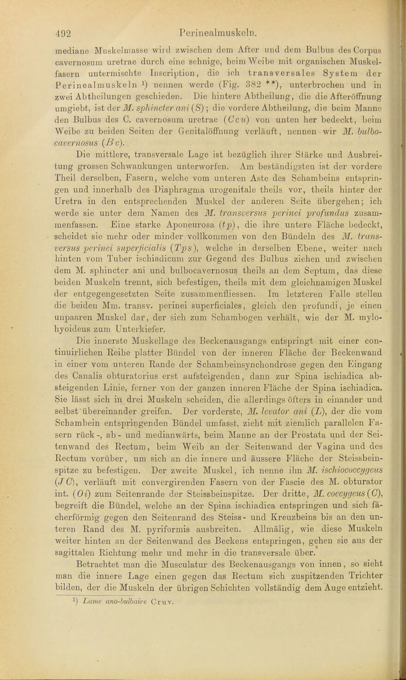medians Muskelmasse wird zwischen dem After und dem Bui bus des Corpus cavernosum uretrae durch eiue sehnige, beimWeibe mit organischen Muskel- fascrn untermischte Inscription, die ich trans versales System der Perinealmuskeln J) uennen werde (Fig. 382 **), unterbrocheu und in zwei Abtheilungen geschieden. Die liintere Abtheilung, die die Afteroffnung umgiebt, ist der M. sphincter ani (S) ; die vordere Abtheilung, die beim Marine den Bulbus des C. cavernosum uretrae (Ccu) von unten her bedeckt, beim Weibe zu beiden Seiten der Genitaloffnung verliluft, nennen wir M. bulbo- curernosus {Be). Die mittlere, transversale Lage ist beziiglich ihrer Starke und Ausbrei- tung grossen Schwankungen unterworfen. Am bestiindigsten ist der vordere Theil derselben, Fasern, welche vom unteren Aste des Sehambeinfl entsprin- gen und innerhalb des Diaphragma urogenitale theils vor, theils hinter der Uretra in den entsprecbenden Muskel der anderen Seite iibergehen; ich werde sie unter dem Namen des M. transversus perinei profundus zusain- menfassen. Eine starke Aponeurosa (tp), die ihre untere Flache bedeckt, scheidet sie mehr oder minder vollkommen von den Biindeln des M. Imin- versus perinci superficial is {Tps\ welche in derselben Ebene, weittr uach hinten vom Tuber ischiadicum zur Gegend des Bulbus ziehen und zwischen dem M. sphincter ani und bulbocavernosus theils an dem Septum, das diese beiden Muskeln trennt, sich befestigen, theils mit dem gleichuamigen Muskel der entgegengesetzten Seite zusammenfliessen. Im letzteren Falle stellen die beiden Mm. transv. perinei superficiales, gleich den profundi, je einen unpaaren Muskel dar, der sich zum Schambogen verhalt, wie der M. mylo- hyoideus zum Unterkiefer. Die innerste Muskellage des Beckenausgangs entspringt mit einer con- tinuirlichen Reihe platter Biindel von der inneren Flache der Beckenwand in einer vom unteren Rande der Schambeinsynchondrose gegen den Eingang des Canalis obturatorius erst aufsteigenden, dann zur Spina ischiadica ab- steigenden Linie, ferner von der ganzen inneren Flache der Spina ischiadica. Sie lasst sich in drei Muskeln scheiden, die allerdings ofters in einander und selbst iibereinander greifen. Der vorderste, ill. levator ani (L), der die vom Schambein entspringenden Biindel umfasst, zieht mit ziemlich parallelen Fa- sern riick-, ab- und medianwarts, beim Manne an der Prostata und der Sei- tenwand des Rectum, beim Weib an der Seitenwand der Vagina und des Rectum voriiber, um sich an die innere und aussere P'lache der Steissbein- spitze zu befestigen. Der zweite Muskel, ich nenne ihn M. isckiococcyycits (J O, verlauft mit convergirenden Fasern von der Fascie des M. obturator int. (Oi) zum Seitenrande der Steissbeinspitze. Der dritte, If.coecygeus(G), begreift die Biindel, welche an der Spina ischiadica entspringen und sich fa- cherformig gegen den Seitenrand des Steiss- und Kreuzbeins bis an den un- teren Rand des M. pyriformis ausbreiten. Allmalig, wie diese Muskeln weiter hinten an der Seitenwand des Beckens entspringen, gehen sie aus der sagittalen Richtung mehr und mehr in die transversale uber. Betrachtet man die Musculatur des Beckenausgangs von innen, so sieht man die innere Lage einen gegen das Rectum sich zuspitzenden Trichter bilden, der die Muskeln der iibrigen Schichten vollstandig dem Auge entzieht. x) Lame ano-bulbaire Cruv.