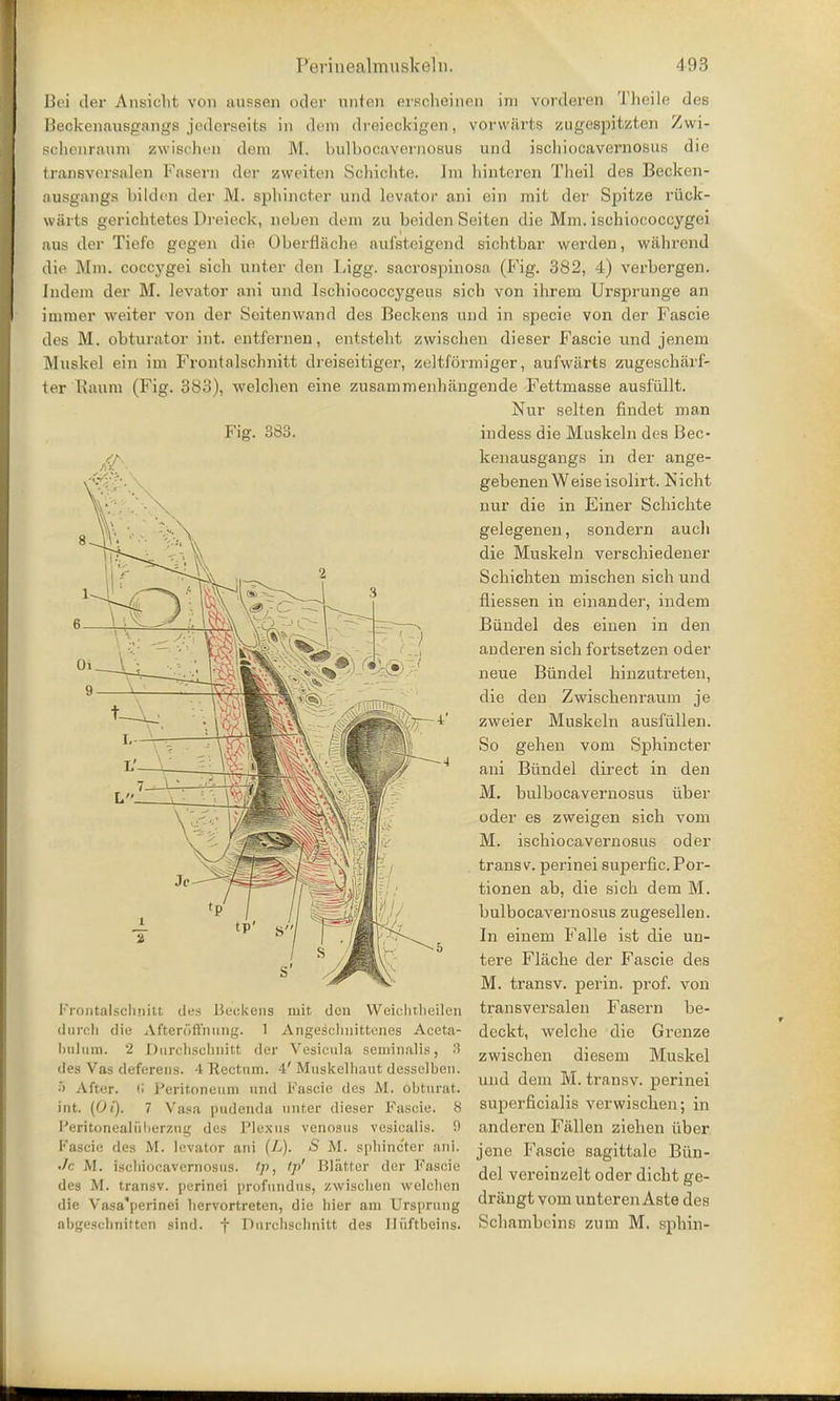 Bei der Ansicht von aussen oder unten ersoheinen im vorderen Theile des Beqkenausgangs jederseits in dem dreieokigen, vorwftrts zugespitzten Zwi- achenraum zwischen derp M. bulbooavernosus und ischiocavernosus die transversalen Fasern der zweiten Schichte. hn hinteren Theil des Becken- ausgangs bilclen der M. sphincter und levator ani ein mit der Spitze ruck- warts gerichtetes Dreieck, noben dem zu beiden Seiten die Mm. ischiococcygei aus der Tiefe gegen die Oberflache aufsteigend siclitbar werden, wahrend die Mm. coccygei sicb unter den Ligg. sacros])inosa (Fig. 382, 4) verbergen. [ndem der M. levator ani und Isehiococcygeus sich von ihrem Ursprunge an immer weiter von der Seitenwand des Beckens und in specie von der Fascie des M. obturator int. entfernen, entstelit zwischen dieser Fascie und jenem Muskel ein im Frontalschnitt dreiseitiger, zeltformiger, aufwarts zugescharf- ter Baum (Fig. 383), welchen eine zusammenhangende Fettmasse ausi'iillt. Nur seiten findet man Fig. 383. indess die Muskeln des Bee- kenausgangs in der ange- gebenenWeiseisolirt. Nicht nur die in Einer Schichte gelegenen, sondern auch die Muskeln verschiedener Schichten mischen sich und fliessen in einander, indem Biindel des einen in den anderen sich fortsetzen oder neue Biindel hinzutreten, die den Zwischenraum je zweier Muskeln ausfiillen. So gehen vom Sphincter ani Biindel direct in den M. bulbocavernosus iiber oder es zweigen sich vom M. ischiocavernosus oder trans v. perinei superfic.Por- tionen ab, die sich dem M. bulbocavernosus zugesellen. In einem Falle ist die un- tere Flache der Fascie des M. transv. perin. prof, von transversalen Fasern be- dcckt, welche die Grenze zwischen diesem Muskel und dem M. transv. perinei superficialis verwischen; in anderen Fallen ziehen iiber jene Fascie sagittale Biin- del vereinzelt oder dicht ge- driingt vom unter en Aste des Schambeins zum M. sphin- Frontalsclmitt ties Beckens mit den Weicbtbeilen diiroli die Afteroffnung. 1 Angesebnittenes Aceta- bulum, 2 Durebscbnitt der Vesienla seminalis, 3 des Vas deferens. 4 Rectum. 4' Muskelbaut desselben. 5 After. (i Peritoneum und Fascie des M. obturat. int. (Oi). 7 Vasa pudenda unter dieser Fascie. 8 Peritonealnberzng des Plexus venosus vesicalis. 0 Fascie des M. levator ani (L). S M. sphincter ani. •Ic M. ischiocavernosns. ip, tp' Blatter der Fascie des M. transv. perinei profundus, zwiscben welcben die Vasa'perinei bervortreten, die hier am Ursprung obgesebnitten sind. f Durcbscbnitt des Hiiftbcins-