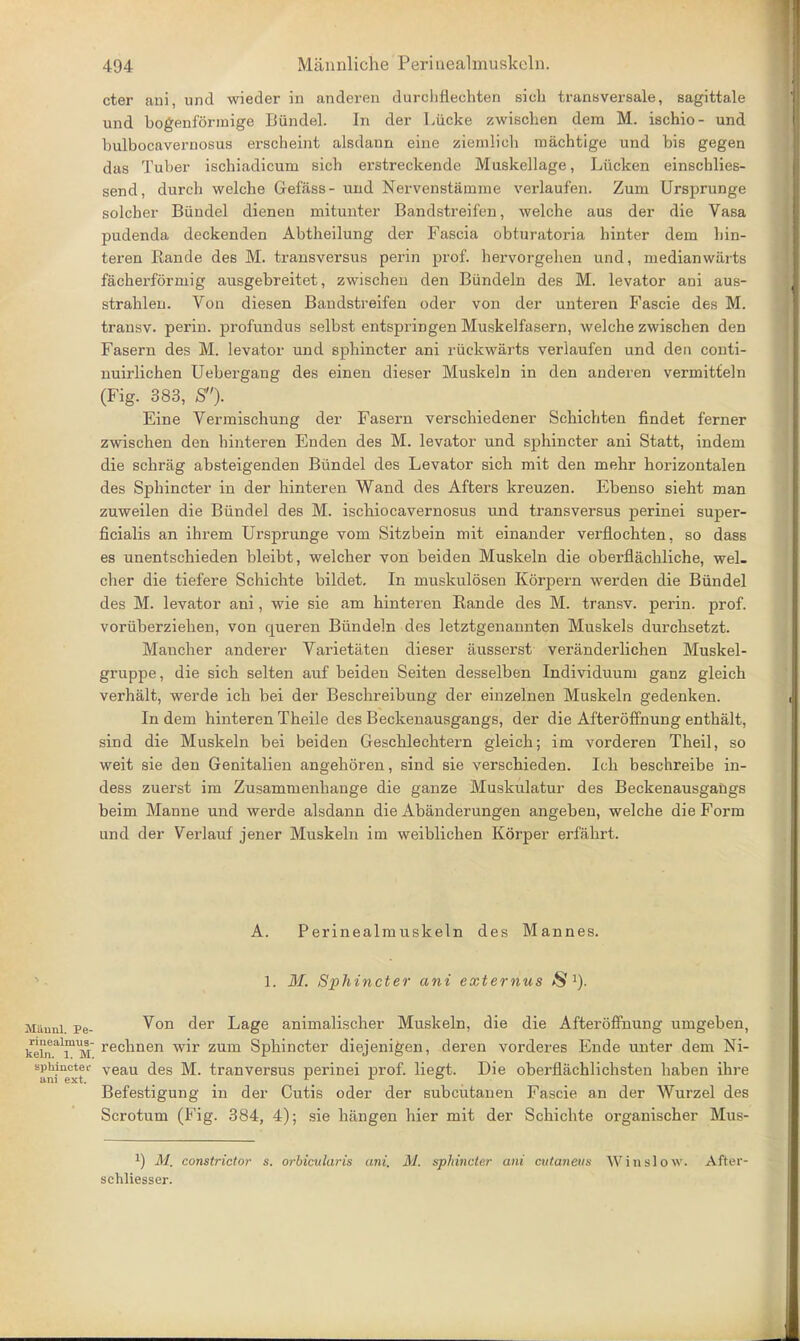 cter ani, and wieder in anderen durclihechten sich transversale, sagittale und bogenformige Biindel. In der Liicke zwischen dem M. ischio- und bulbocavernosus erscheint alsdann erne ziemK'ch machtige und bis gegen das Tuber ischiadicum sicb erstreckende Muskellage, Liicken einschlies- send, durch welche Gefass- und Nervenstamme verlaufen. Zum Ursprunge solcher Biindel dienen mitunter Bandstreifen, welche aus der die Vasa pudenda deckenden Abtheilung der Fascia obturatoria hinter dem hin- teren Bande des M. transversus perin prof, hervorgelien und, niedianwiirts facherforniig ausgebreitet, zwischen den Biindeln des M. levator ani aus- strahlen. Von diesen Bandstreifen oder von der unteren Fascie des M. transv. perin. profundus selbst entspringen Muskelfasern, welche zwischen den Fasern des M. levator und sphincter ani riickwarts verlaufen und den conti- nuirlichen Uebergang des einen dieser Muskeln in den anderen verrnitteln (Fig. 383, S). Eine Vermischung der Fasern verschiedener Schichten findet ferner zwischen den hinteren Enden des M. levator und sphincter ani Statt, indeni die schriig absteigenden Biindel des Levator sich mit den mehr horizontalen des Sphincter in der hinteren Wand des Afters kreuzen. Ebenso sieht man zuweilen die Biindel des M. ischiocavernosus und transversus perinei super- ficialis an ihrem Ursprunge vom Sitzbein mit einander verflochten, so dass es unentschieden bleibt, welcher von beiden Muskeln die obeirflachliche, wel- cher die tiefere Schichte bildet. In muskulosen Korpern werden die Biindel des M. levator ani, wie sie am hinteren Rande des M. transv. perin. prof, voriiberziehen, von cpieren Biindeln des letztgenannten Muskels durchsetzt. Maucher anderer Varietaten dieser iiusserst veranderlichen Muskel- gruppe, die sich selten auf beiden Seiten desselben Individuum ganz gleich verhalt, werde ich bei der Beschreibung der einzelnen Muskeln gedenken. In dem hinteren Theile des Beckenausgangs, der die Afteroffnung enthalt, sind die Muskeln bei beiden Geschlechtern gleich; im vorderen Theil, so weit sie den Genitalien angehoren, sind sie verschieden. Ich beschreibe in- dess zuerst im Zusammenhauge die ganze Muskulatur des Beckenausgangs beim Manne und werde alsdann die Abanderungen angeben, welche die Form und der Verlauf jener Muskeln im weiblichen Korper erfahrt. A. Perinealmuskeln des Mannes. 1. M. Sphincter ani extemus IS -Manni pe- ^on aer Lage animalischer Muskeln, die die Afteroffnung umgeben, ke^8,1™^ rechnen wir zum Sphincter diejenigen, deren vorderes Ende unter dem Ni- Sanine°xtl veau aes tranversus perinei prof, liegt. Die oberflachlichsten haben ihre Befestigung in der Cutis oder der subcutanen Fascie an der Wurzel des Scrotum (Fig. 384, 4); sie hangen bier mit der Schichte organischer Mus- l) M. constrictor s. orbicularis ani. M. sphincter ani cvtaneus Win slow. After- schliesser.