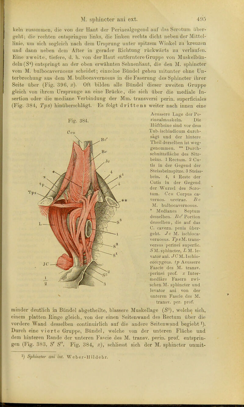 fceln zusamineu, die von der Eaut der Perinealgegend auf das Scrotum (iber- geht; die lvchten entspringen links, die Hnken rechts dicht nebehder Mittel- linie, urn sich sogleich nach dem Ursprung unter spitzem Winkel zu kreuzen und dans neben clem Alter in gerader Richtung riickwarts zu verlaufen. Eine zweite, tiafere, d. h. von der Haut entferntere Gruppe von Muskelbiin- deln(S4) entspringt an der oben erwahnten Sehnenhaut, die den M. sphincter vam M. buTbocavernosus scheidet; einzelne Biindel geheu mitunter ohne Un- terbrechung aus dem M. bulbocavernosus in die Faserung des Sphincter ihrer Seite iiber (Fig. 396, x). Oft biklen alle Biindel dieser zweiten Gruppe gleich von ibrem Ursprunge an eine Briicke, die sich iiber die mediale In- sertion oder die mediane Verbindung der Mm. transversi perin. superficiales (Fig. 384, Tps) hiniiberschlagt. Es folgt drittens weiter nach innen eine Fig. 384. ** Aeussere Lage der Po- rinealmuslceln. Die H iiftbeine sind vor dem Tub. ischiadicuni durch- sagt und der hintere Theil derselben ist weg- genommen. ** Durch- schnittsflache des Sitz- beins. 1 Eectum. 2 Cu- tis in der Gegend der Steissbeinspitze. 3 Steiss- bein. 4, 4 Reste der Cutis in der Gegend der Wurzel des Scro- tum. Ccu Corpus ca- vernos. uretrae. B c M. bulbocavernosus. * Medianes Septum desselben. Be' Portion desselben, die auf das C. cavern, penis iiber- geht. Jc M. ischioca- vernosus. TpsM.trans- versus perinei superiic. <SM. sphincter, L M. le- vator aui. ./G'M. Iscbio- coccygeus. tp Aeussere Fascie des M. transv. perinei prof, x Inter- mediate Fasern zwi- schen M. sphincter und levator ani von der unteren Fascie des M. transv. per. prof. minder deutlich in Biindel abgetheilte, blassere Muskellage (S3), welch e sich, einem platten Ringe gleich, von der einen Seitenwand des Rectum iiber die vordere Wand desselben continuirlich auf die andere Seitenwand begiebtJ). Durch eine vierte Gruppe, Biindel, welche von der unteren Flache und dem hinteren Rande der unteren Fascie des M. transv. perin. prof, entsprin- gen (Fig. 383, S' S. Fig. 384, x), schliesst sich der M. sphincter unmit- ) Sphincter ani int. Weber-H U debr.