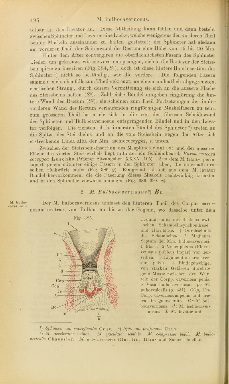 telbar an den Levator an. Diese Abtheilung kann fehlen und dann besteht zwischen Sphincter und Levator cine Liicke, welche wenigstens den vorderen Theil beider Muskeln auseinander zu halten gestattet; der Spliincter hat alsdaun am vorderen Theil der Seitenwand des Rectum eine Holie von 15 bis 20 Mm. Hinter dem After convergiren die oberflachlichsten Fasern des Sphincter wieder, urn gekreuzt, wie sie vorn entsprungen, sicli in die Haut vor der Steiss- beinspitze zu inseriren (Fig. 384, S1); doch ist diese hintere Hautinsertion des Sphincter1) nicht so bestandig, wie die vordere. Die folgenden Fasern sammeln sich, ebenfalls zum Theil gekreuzt, an einem undeutlich abgegrenzten, elastischen Strang, durch dessen Vermittelung sie sich an die iiussere Flache des Steissheins heften (Sr'). Zahlreiche Biindel umgeben ringformig die hin- tere Wand des Rectum (S2); sie scheinen zum Theil Fortsetzungen der in der vorderen Wand des Rectum verlaufcnden ringformigen Muskelfasern zu sein; zum grosseren Theil lassen sie sich in die von der fibrosen Scheidewand des Sphincter und'Bulbocavernosus entspringenden Biindel und in den Leva- tor verfolgen. Die tiefsten, d. h. innersten Biindel des Sphincter 2) treten an die Spitze des Steissbeins und a,n die vom Steissbein gegen den After sich erstreckende Linea alba der Mm. ischiococcygei, s. unten. Zwischen der Steissbein-Insertion des M. sphincter ani ext. und der ausseren Flache des vierten Steisswirbels liegt mitunter ein Schleimbeutel, Bursa mucosa coccygea Luschka (Wiener Sitzungsber. XXXV, 105). Aus dem M. transv. perin. superf. gehen mitunter einige Fasern in den Sphincter iiber, die innerhalb des- selben riickwarts laufen (Fig. 386, y). Einigemal sah ich aus dem M. levator Biindel hervorkommen, die die Faserung dieses Muskels rechtwinklig kreuzten und in den Sphincter vorvvarts umbogen (Fig. 386, 398, x). 2. M. Bulbo eav erno suss) Be. Der M. bulbocavernosus umfasst den hinteren Theil. des Corpus caver- nosum uretrae, vom Bulbus an bis zu der Gregend, wo dasselbe unter dem Frontalsehnitt des Beckens zwi- schen Schanibeinsynchondrose und Harnblase. f Durcbsehnitt des Scbambeins. * Mediaues Se.ptuin der Min. bulboeavernosi. 1 Blase. 2 Veneuplexus (Plexus veno^us pubicus iinpar) vor der- selben. 3 Ligaoientum transver- sum pelvis. 4 Bindegewebige, von starken Gefassen durchzo- gene Masse zwischen den Win- zeln der Corpp. cavernosa penis. 5 Vasa bulbocavernosa. pv M. pubovesicalis (p. 331). CC'p, Ccu Corp. cavernosuru penis und ure- trae im Querschnitt. Be M. bul- bocavernosus. Jc M. ischiocaver- nosus. L M. levator ani. a Fig. 385. ') Sphincter ani superfiaalis Cm v. 2) Sph. ani profundus Cruv. 3) M. accelerator urinae. M. ej'aculator seminis. M. compressor bvlbi. M. bulbo- uretralis Chaussier. M. and-eavemosus Bland in. Hani- und Samenscbneller.