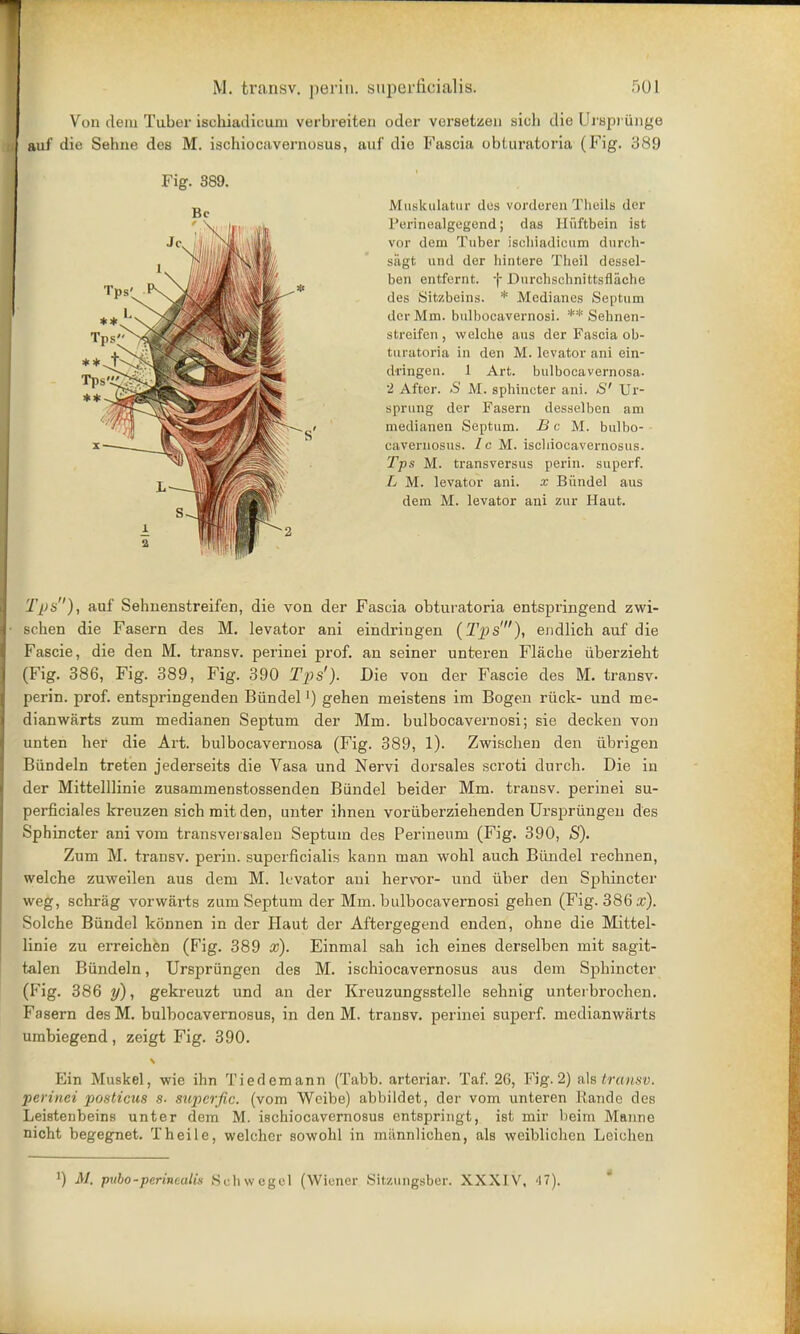 M. transv. perin. superficialia. 50J Von deiu Tuber ischiadicum verbreiten oder versetzen sicli die UiBpiunge auf die Sebne des M. ischiocavernosus, auf die Fascia obturatoria (Fig. 389 Fig. 389. Muekulatur des vorderen Theils der l'cuinealgegend; das Hiiftbein ist vor deni Tuber iscliiadicum durch- sagt uud der bintere Theil dessel- ben entfcrnt. f Durchsehnittsflache des Sitzbeins. * Medianes Septum der Mm. bulbocavernosi. ** Sehnen- streifcn , vvelche aus der Fascia ob- turatoria in den M. levator ani ein- dringen. 1 Art. bulbocavernosa. 2 After. »S' M. sphincter ani. *S' Ur- sprung der Fasern desselben am medianen Septum. B c M. bulbo- cavernosus. Ic M. ischiocavernosus. Tps M. transversus perin. superf. L M. levator ani. x Biindel aus dem M. levator ani zur Haut. Tps), auf Sehuenstreifen, die von der Fascia obturatoria entspringend zwi- schen die Fasern des M. levator ani eindringen (Tps'), endlich auf die Fascie, die den M. transv. perinei prof, an seiner unteren Flacbe iiberziebt (Fig. 386, Fig. 389, Fig. 390 Tps'). Die von der Fascie des M. transv. perin. prof, entspringenden Biindel') gehen meistens im Bogen riick- und me- dianwarts zum medianen Septum der Mm. bulbocavernosi; sie decken von unten ber die Art. bulbocavernosa (Fig. 389, 1). Zwiscben den iibrigen BiiDdeln treten jederseits die Vasa und Nervi dorsales scroti durcb. Die in der Mittelllinie zusammenstossenden Biindel beider Mm. transv. perinei su- perficiales kreuzen sichmitden, unter ihnen voriiberziehenden Ursprungen des Sphincter ani vom transvei salen Septum des Perineum (Fig. 390, S). Zum M. transv. perin. superficialis kann man wohl auch Biindel rechnen, welche zuweilen aus dem M. levator ani hervor- und iiber den Sphincter weg, schrag vorwiirts zum Septum der Mm. bulbocavernosi gehen (Fig. 386 x). Solche Biindel konnen in der Haut der Aftergegend enden, ohne die Mittel- linie zu erreichen (Fig. 389 x). Einmal sah ich eines derselben mit sagit- talen Biindeln, Ursprungen des M. ischiocavernosus aus dem Sphincter (Fig. 386 y), gekreuzt und an der Kreuzungsstelle sehnig unterbrochen. Fasern des M. bulbocavernosus, in den M. transv. perinei superf. medianwiirts umbiegend , zeigt Fig. 390. Ein Muskel, wie ihn Tierlemann (Tabb. arteriar. Taf. 26, Fig. 2) als transv. perinei posticus s. superfic. (vom Weibe) abbildet, der vom unteren Rande des Leistenbeins unter dem M. ischiocavernosus entspringt, ist mir beim Manne nicht begegnet. Theile, welchcr sowohl in miinnlichen, als weiblichen Leichen !) M. pubo-perinmlis Schwegel (Wiener Sitzungsber. XXXIV, '17).
