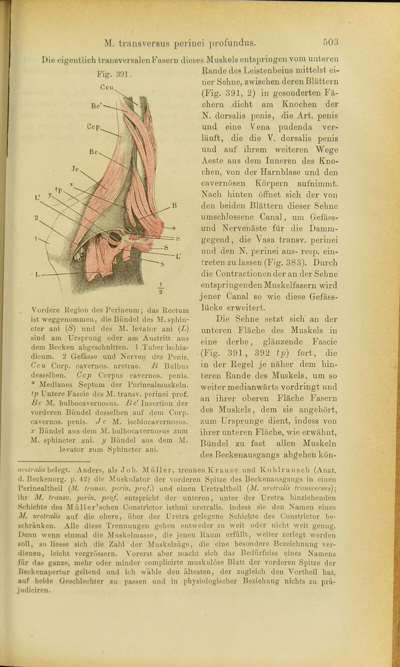 Die eigentlich transversalen Fasern dieses Muskels entspringen vom uuteren Rande des Leistenbeius niittolst ei- ner Sehne, zwischen deren Blattem (Fig. 391, 2) in gcsonderten Fa- chern dicht am Knochen der N. dorsalis penis, die Art. penis und eine Vena pudenda ver- liiuft, die die V. dorsalis penis und auf ihrem weiteren Wege Aeste aus dem Inneren des Kno- chen, von der Harnblase und den cavernosen Korpern aufhimmt. Nach liinten offnet sich der von den beiden Blattem dieser Sebne uruschlossene Canal, urn Grefass- und Nervenaste fur die Damin- gegend, die Vasa transv. perinei und den N. perinei aus- resp. ein- treten zu lassen (Fig. 383). Durch die Contractionen der an der Selme entspringen den Muskelfasern wird jener Canal so wie diese Gefass- liicke erweitert. Die Sehne setzt sich an der unteren Flache des Muskels in eine derbe, glanzende Fascie .(Fig. 391, 392 tp) fort, die in der Regel je naher dem hin- teren Rande des Muskels, um so weiter medianwarts vordringt und an ihrer oberen Flache Fasern des Muskels, dem sie angehort, zum Ursprunge dient, indess von ihrer unteren Flache, wie erwahnt, Biindel zu fast alien Muskeln des Beckenausgangs abgehen kon- aretruiis belegt. Anders, als Joh. Mailer, trennen Krause und Kohlrausch (Anat. d. Beckenorg. p. 42j die Muskulatur der vorderen Spitze des Beckenausgangs in eine'n I'erinealtheil (.'/. transv. perin. prof.) und einen Uretraltheil [M. uretralis transversus); ihr M. transv. perin. prof, entspriclit der unteren, unter der Uretra hinzielienden Schichte des Miiller'schen Constrictor isthmi uretralis, indess sie den Namen eines M. uretralis auf die obere, fiber der Uretra gclegene Sonicate des Constrictor be- schranken. Alle diese Trennungen gehen entweder zu weit oder nicht weit genug, Denn wenn einmal die Muskelniasse, die jenen Kaum erffillt, weiter zcrlegt werden soli, so liesse sich die Zald tier Muskelzfige, die eine besondere Bezeichnung ver- dienen, leicht vergrossem. Vorerst aber macht sich das Bediirfniss eines Namens ffir das ganze, mehr oder minder complicirte muskulose Blatt der vorderen Spitze der Beckenapertur geltend und ich wahle den altesten, der zugleich den Vortheil hat, auf beide Geschlechter zu passen und in physiologischer Bcziehung nichts zu pra- judiciren. Vordere Region des Perineum; das Rectum ist weggenommen, die Biindel des M. sphin- cter ani (S) und des M. levator ani (L) sind am Ursprung oder am Austritt aus dem Becken abgeschnitten. 1 Tuber ischia- dicum. 2 Gefasse und Nerven des Penis. Ccu Corp. cavernos. uretrae. B Bulbus desselben. Ccp Corpus cavernos. penis. * Medianes Septum der Perinealniuskeln. tp Untere Fascie des M. transv. perinei prof. Be M. bulbocavernosus. Bc' Insertion der vorderen Biindel desselben auf dem Corp. cavernos. penis. Jc M. ischiocavernosus. x Biindel aus dem M. bulbocavernosus zum M. sphincter ani. y Biindel aus dem M. levator ztun Sphincter ani.