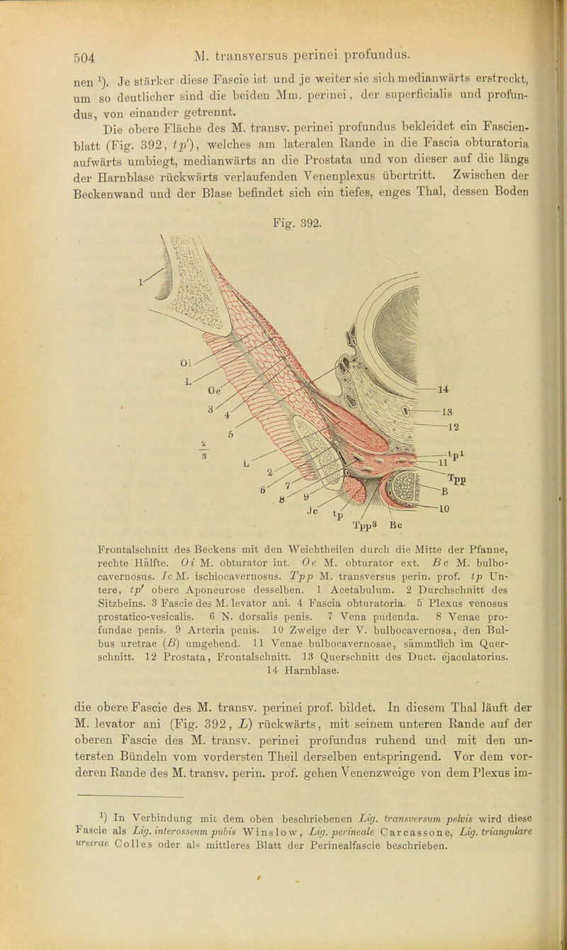 nen 1). Je starker diese Fascie ist und je weitersie sich medianwarts erstreckt, urn so deutlicher sind die Leiden Mm. perinei, der superficialis und profun- dus, von einander getrennt. Die obere Flache des M. transv. perinei profundus bekleidet ein Fascien- blatt (Fig. 392, ip'), welches am lateralen Rande in die Fascia obturatoria aufwarts umbiegt, medianwarts an die Prostata und von dieser auf die langs der Harnblase ruckwarts verlaufenden Venenplexus iibertritt. Zwischen der Beckenwand und der Blase befindet sich ein tiefes, enges Thai, dessen Boden Fig. 392. TppS Bo Frontalschnitt des Beckens mit den Weichtheilen durch die Mitte der Pfanue, rechte Halfte. Oi M. obturator int. Oe M. obturator ext. Be M. bulbo- cavernosus. Ic M. ischiocavernosus. Tpp M. transversus perin. prof, tp Un- tere, tp' obere Aponeurose desselben. 1 Acetabulum. 2 Durchschnitt des Sitzbeins. 3 Fascie des M. levator ani. 4 Fascia obturatoria. 5 Plexus venosus prostatico-vesicalis. 6 N. dorsalis penis. 7 Vena pudenda. 8 Venae pro- fundae penis. 9 Arteria penis. 10 Zweige der V. bulbocavernosa, den Bul- bus uretrae (B) umgebend. 11 Venae bulbocavernosae, sammtlich im Quer- schnitt. 12 Prostata, Frontalschnitt. 13 Querschnitt des Duct, ejaculatorius. 14 Harnblase. die obere Fascie des M. transv. perinei prof, bildet. In diesem Thai lauft der M. levator ani (Fig. 392, L) ruckwarts, mit seinem unteren Rande auf der oberen Fascie des M. transv. perinei profundus ruhend und mit den un- tersten Biindeln vom vordersten Theil derselben entspringend. Vor dem vor- deren Rande des M. transv. perin. prof, gehen Venenzweige von dem Plexus im- J) In Verbindung mit dem oben beschriebenen Lig. transversum ptMs wird diese Fascie als Lig. interosseum pvbis Winslow, Lig. perineale Carcassone, Lig. triangulare uretrae Co lies oder als mittleres Blatt der Perinealfascie bescbrieben.