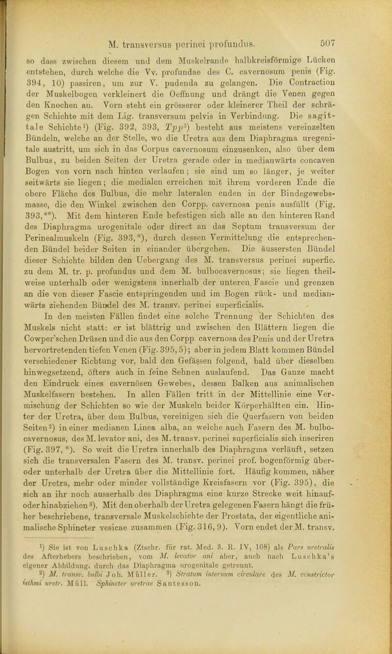 so dass zwischen diesem und dem MiiHkelrande halbkreisformige Liicken entstehen, durch welche die Vv. profundae des C. cavernosum peniB (Fig. 394, 10) passiren, um zur V. pudenda zu gelangen. Die Contraction der Muskelbogeu verkleinert die Oeffnung und driingt die Venen gegen den Knochen an. Vorn stent ein grosserer oder kleinerer Theil der schra- gen Schichte mit dein Lig. transversum pelvis in Verbindung. Die sagit- tale Schichte1) (Fig. 392, 393, Tpp3) besteht aus rneistens vereinzelten Biindeln, welche an der Stelle, wo die Uretra aus dem Diapliragma uregeni- tale austritt, um sicb in das Corpus cavernosum einzusenken, also iiber dem Bulbus, zu beiden Seiten der Uretra gerade oder in medianwarts concaven Bogen von vorn nach hinten verlaufen ; sie sind um so langer, je weiter seitwjirts sie liegen; die medialen erreichen mit ihrem vorderen Ende die obere Fliiche des Bulbus, die mehr lateralen enden in der Bindegewebs- masse, die den Winkel zwischen den Corpp. cavernosa penis ausfullt (Fig. 393,**). Mit dem hinteren Ende befestigen sich alle an den binteren Rand des Diaphragma urogenitale oder direct an das Septum transversum der Perinealmuskeln (Fig. 393,*), durch dessen Vermittelung die entsprechen- den Biindel beider Seiten in einander iibergehen. Die aussersten Biindel dieser Schichte bilden den Uebergang des M. transversus perinei superfic. zu dem M. tr. p. profundus und dem M. bulbocavernosus; sie liegen theil- weise unterhalb oder wenigstens innerhalb der unteren. Fascie und grenzen an die von dieser Fascie entspringenden und im Bogen ruck- und median- warts ziehenden Biindel des M. transv. perinei superficialis. In den meisten Fallen findet eine solche Trennung der Schichten des Muskels nicht statt: er ist blattrig und zwischen den Blattern liegen die Cowper'schen Driisen und die aus den Corpp. cavernosa des Penis und der Uretra hervortretenden tiefen Venen (Fig. 395,5); aber in jedem Blatt kommen Biindel verschiedener Richtung vor, bald den Gefassen folgend, bald iiber dieselben hinwegsetzend, ofters auch in feine Sehnen auslaufend. Das Ganze macht den Eindruck eines cavernosen Gewebes, dessen Balken aus animalischen Muskelfasern bestehen. In alien Fallen tritt in der Mittellinie eine Ver- mischung der Schichten so wie der Muskeln beider Korperhalften ein. Hin- ter der Uretra, iiber dem Bulbus, vereinigen sich die Querfasern von beiden Seiten2) in einer medianen Linea alba, an welche auch Fasern des M. bulbo- cavernosus, des M. levator ani, des M. transv. perinei superficialis sich inseriren (Fig. 397, *). So weit die Uretra innerhalb des Diaphragma verliiuft, setzen sich die transversalen Fasern des M. transv. perinei prof, bogenformig iiber- oder unterhalb der Uretra iiber die Mittellinie fort. Haufig kommen, naher der Uretra, mehr oder minder vollstandige Kreisfasern vor (Fig. 395), die sich an ihr noch ausserhalb des Diaphragma eine kurze Strecke weit hinauf- oder hinabziehen 3). Mit den oberhalb der Uretra gelegenen Fasern hiingt die frii- her beschriebene, transversale Muskelschichte der Prostata, der eigentliche ani- malische Sphincter vesicae zusammen (Fig. 316, 9). Vorn endet der M. transv. Sie ist von Luschka (Ztschr. fiir rat. Med. 3. R. IV, 108) als Pars ureiralis des Afterhebers beschrieben, vom M. levator ani aber, aueb naeli Luschka's eigener Abbildung, durch das Diaphragma urogenitale getrennt. 2) M. transv. bulbi Job. M filler. 3) Stratum internum circulare des M. constrictor isthmi uretr. Mull. Sphincter uretrae Santesson,