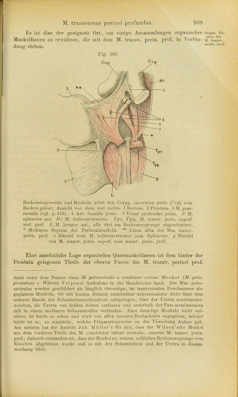 Es ist dies der geeignete Ort, am einige Ansammlungen organischer Organ. Fa- Muskelfasern v.w erw&hnen, die mit dem M. transv. perin; prof, in 7erbi n* M. transv. d, i liorin. prof, ung stehen. Fig-. 390. Beckeneingeweide und Muskeln riebst den Corpp. cavernosa penis (C'cp) void Becken gejost; Ansieht von oben und rechts. 1 Rectum. 2 Prostata. 3 M. prae- rectalis (vgl. p. 510). 4 Art. dorsalis penis. 5 Venae profundae penis. S M. sphincter ani. Be M. bulbocavernosus. Tps, Tpp, M. transv. perin. superf. und prof. L M. levator ani, alle drei am Beckenursprunge abgeschnitten. * Medianes Septum der Perinealmuskeln. ** Linea alba der Mm. transv. perin. prof, x Bundel vom M. bulbocavernosus zum Sphincter, y Biindel von M. transv. perin. superf. zum transv. perin. prof. Eine ansehnliche Lage organischer Quermuskelfasern ist dem hinter der Prostata gelegenen Theile der oberen Fascie des M. transv. perinei prof. dann unter dem Namen eines M. pubouretralis s. constrictor uretrae Meckel (M. pubo- proslaticus s. Wilsonii Velpeau) Aufnahme in die Handbucher fand. Die Mm. pubo- uretrales werden geschildert als langlich viereckige, im transversalen Durchmesser ab- geplattete Muskeln, die mit kurzen Sehnen unmittelbar nebeneinander dicht iiber dem unteren Rande dei Scliambeinsynchondrose entspringen, iiber der Uretra auseinander- weichen, die Uretra von beiden Seiten umfassen und unterhalb der Pars membranacea sich in einem medianen Sehnenstreifen verbinden. Dass deravtige Muskeln nicht e.\i- stiren, ist leicht zu sehen und wird von alien neueren Beobachtern zugegeben; minder leicht ist es, zu ermitteln, welche Praparationsweise zu der Tauschung Anlass gab. Am meisten hat die Ansieht Joh- M filler's fur sich, dass der Wilson'sche Muskel hub dem vorderen Theile des M. constrictor istlmii uretralis, miseres M. transv. perin. prof., dadurchentstandensei, dass der Muskel an seinem seitlichcn Beckenursprunge vom Knochen abgetrennt wurde und so mit den Schanibeinen und der Uretra in Zusaui- menhang blieb.