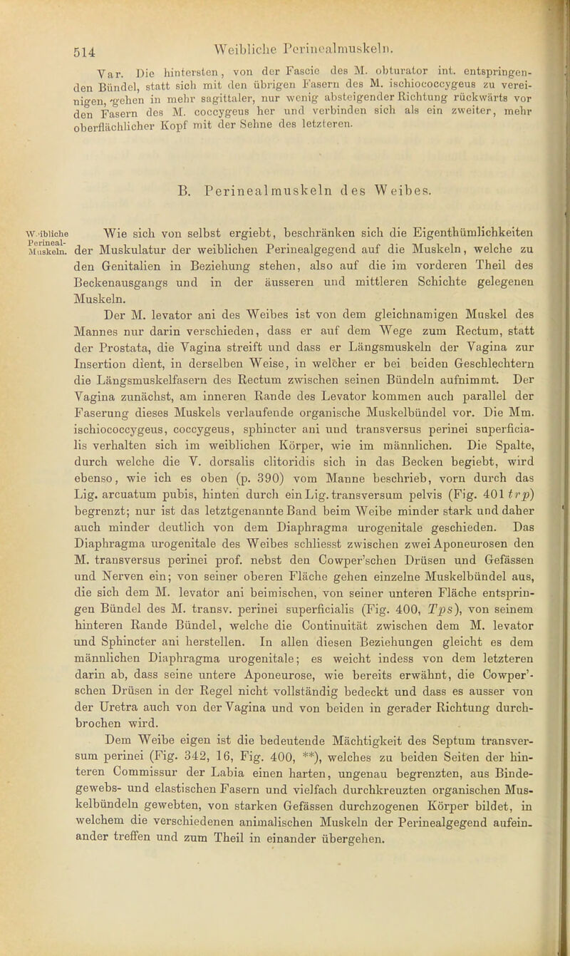 Var. Die hintersten, von der Fascic (lea M. obturator int. entBpringen- den Biindel, statt sich mit den ubrigen Fasern des M. ischiococcygeus zu verei- ni-en, 'gehen in mehr sagittaler, nur wenig absteigender Richtung ruckwarts vor den Fasern des M. coccygeus her und verbinden sich als ein zweiter, mehr oberflachlicher Kopf mit der Sehne des letzferen. B. Perinealmuskeln des Weibes. w ibiiche Wie sich von selbst ergiebt, beschranken sich die Eigenthiimlichkeiten Muskeln. der Muskulatur der weiblichen Perinealgegend auf die Muskeln, welche zu den Genitalien in Beziebung stehen, also auf die im vorderen Theil des Beckenausgangs und in der ausseren und mittleren Schichte gelegenen Muskeln. Der M. levator ani des Weibes ist von clem gleichnamigen Muskel des Mannes nur darin verscbieden, dass er auf dem Wege zum Rectum, statt der Prostata, die Vagina streift und dass er Langsmuskeln der Vagina zur Insertion dient, in derselben Weise, in welcher er bei beiden Geschlechtern die Langsmuskelfasern des Rectum zwischen seinen Biindeln aufnimmt. Der Vagina zunachst, am inneren Rande des Levator kommen aucb parallel der Faserung dieses Muskels verlaufende organische Muskelbiindel vor. Die Mm. ischiococcygeus, coccygeus, sphincter ani und trans versus perinei superficia- lis verhalten sich im weiblichen Korper, wie im mannlichen. Die Spalte, durch welche die V. dorsalis clitoridis sich in das Becken begiebt, wird ebenso, wie icb es oben (p. 390) vom Manne beschrieb, vorn durch das Lig. arcuatum pubis, hinten durch ein Lig. transversum pelvis (Fig. 4:01 trp) begrenzt; nur ist das letztgenannte Band beim Weibe minder stark und daher auch minder deutlich von dem Diaphragma urogenitale geschieden. Das Diaphragma urogenitale des Weibes schliesst zwischen zwei Aponeurosen den M. transversus perinei prof, nebst den Cowper'schen Driisen und Gefassen und Nerven ein; von seiner oberen Flache gehen einzelne Muskelbiindel aus, die sich dem M. levator ani beimischen, von seiner unteren Flache entsprin- gen Biindel des M. transv. perinei superficialis (Fig. 400, Tps), von seinem hinteren Rande Biindel, welche die Continuitat zwischen dem M. levator und Sphincter ani herstellen. In alien diesen Beziehungen gleicht es dem mannlichen Diaphragma urogenitale; es weicht indess von dem letzteren darin ab, dass seine untere Aponeurose, wie bereits erwahnt, die Cowper'- schen Driisen in der Regel nicht vollstandig bedeckt und dass es ausser von der Uretra auch von der Vagina und von beiden in gerader Richtung durch- brochen wird. Dem Weibe eigen ist die bedeutende Machtigkeit des Septum transver- sum perinei (Fig. 342, 16, Fig. 400, **), welches zu beiden Seiten der hin- teren Commissur der Labia einen harten, ungenau begrenzten, aus Binde- gewebs- und elastischen Fasern und vielfach durchkreuzten organischen Mus- kelbiindeln gewebten, von starken Gefassen durchzogenen Korper bildet, in welchem die verschiedenen animalischen Muskeln der Perinealgegend aufein. ander treffen und zum Theil in einander ubergehen.