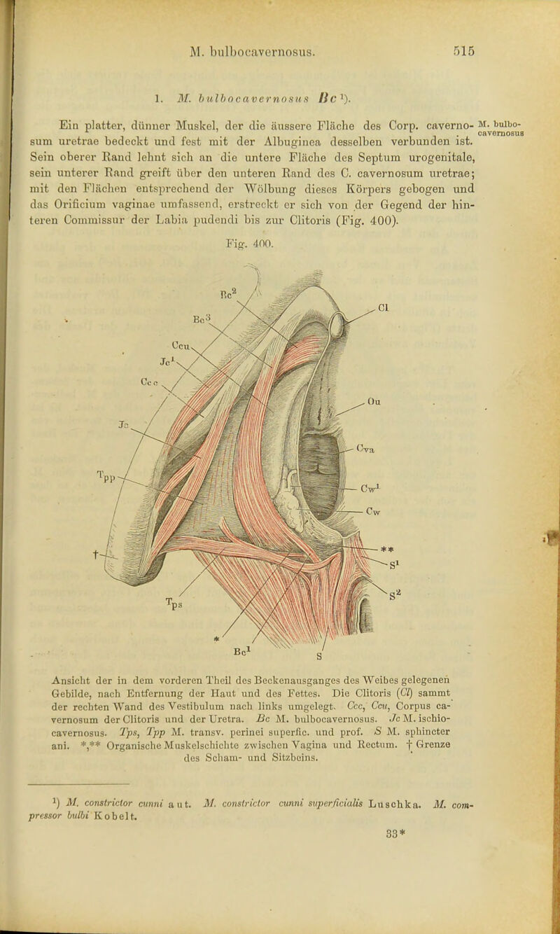 1. M. bulbocavernosus lie'1). Ein platter, diimier Muskel, der die iinssere Flache des Corp. caverno- M- buibo- sum uretrae bedeckt und fest mit der Albuginea desselben verbunden ist. Sein oberer Rand lehnt sich an die untere Flache des Septum urogenitale, sein unterer Rand greift iiber den unteren Rand des C. cavernosum uretrae; mit den Flachen entsprechend der Wolbung dieses Korpers gebogen und das Orificium vaginae umfassend, erstreckt er sich von der Gegend der hin- teren Commissur der Labia pudendi bis zur Clitoris (Fig. 400). Fig. 400. S Ansicht der in dem vorderen Theil des Beckenausganges des Weibes gelegenen Gebilde, nach Entfernung der Haut und des Fettes. Die Clitoris (CI) sammt der rechten Wand des Vestibulum nacli links umgelegt. Ccc, Ccu, Corpus ca- vernosum der Clitoris und der Uretra. Be M. bulbocavernosus. Jo M. ischio- cavernosus. Tps, Tpp M. transv. perinei superfic. und prof. S M. sphincter ani. *,** Organische Muskelschichte zvvischen Vagina und Rectum, f Grenze des Scliam- und Sitzbeins. J) M. constrictor cunni a u t. M. constrictor cunni svperficialis Luschka. M. com- pressor bulbi Kobelt. 33*