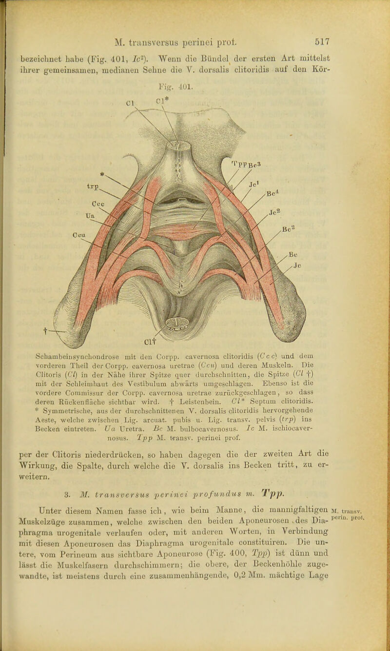 bezeichnet habe (Fig. 401, Ic2). Wenn die Biindel der ersten Art mittelst ihrer genieinsanien, mediation Sehne die V. dorsalis clitoridis auf den Kor- Fig. 40X. Schambeinsynchondrose mit den Corpp. cavernosa clitoridis (Cc c) und dem vorderen Theil der Corpp. cavernosa uretrae (Ccu) nnd deren jViuskeln. Die Clitoris (67) in der Nahe ihrer Spitze quer durcnschnitten, die Spitze (67 f) mit der Schleirnhaut des Vestibulum abwarts umgeschlagen. Ebenso ist die vordere Commissur der Corpp. cavernosa uretrae zuriickgeschlagen, so dass deren RiiekenfHiehc sichtbar wird. f Leistenbein. CI* Septum clitoridis. * Symmetrische, aus der durchschnittenen V. dorsalis clitoridis hervorgehende Aeste, welche zwisclien Lig. arcuat. pubis u. Lig. transv. pelvis (trp) ins Becken eintreten. Ua Uretra. Be M. bulbocavernosus. Ic M. ischioeaver- nosus. Tpp M. transv. perinei prof. per der Clitoris niederdriicken, bo haben dagegen die der zweiten Art die Wirkung, die Spalte, durch welche die V. dorsalis ins Becken tritt, zu er- weitern. 3. M. transversus perinei profundus m. Tpp. Unter diesem Namen f'asse ich , wie beirn Manne, die manniglaltigen m. transv. Muskelziige zusamraen, welche zwischen den beiden Aponenrosen ,des Dia- porU1, proi phragma urogenitale verlaufen oder, mit anderen Worten, in Verbindung mit diesen Aponeurosen das Diaphragma urogenitale constituiren. Die un- tere, vom Perineum aus sichtbare Aponeurose (Fig. 400, Tpp) ist dunn und lasst die Muskelfasern ilurchschimmern; die obere, der Beckenhohle zuge- wandte, ist rueistens durch cine zusaiunienhangende, 0,2 Mm. machtige Lage