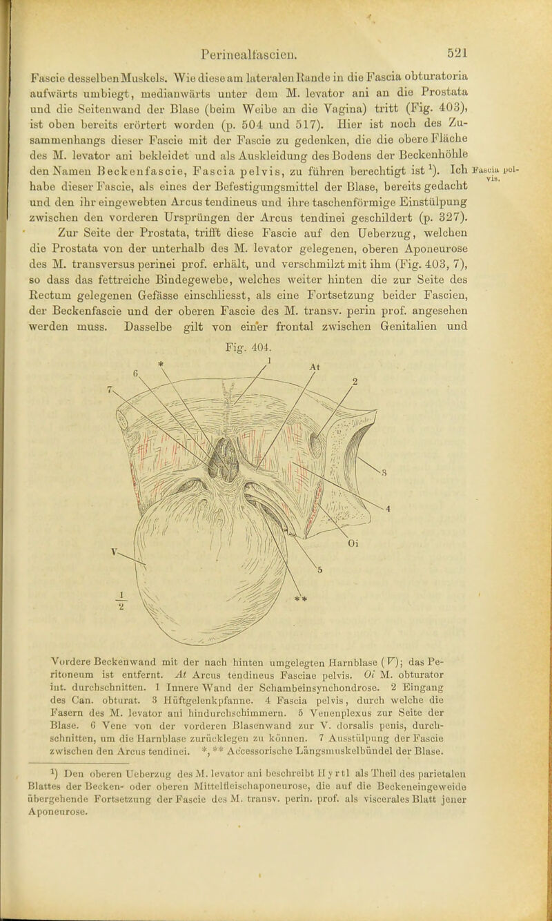 Fascie desselbenMuskels. Wie diese am lateralen Kande in die Fascia obturatoria aufwarts uinbiegt, mediauwiirts unter dem M. levator ani an die Prostata und die Seitenwand der Blase (beim Weibe an die Vagina) tritt (Fig. 403), ist oben bereits erortert wordcn (p. 504 und 517). Hier ist noch des Zu- sammenbangs dieser Fascie init der Fascie zu gedenken, die die obereFliiche des M. levator ani bekleidet und als Auskleidung des Bodens der Beckenhohle den Nam en Beckenfascie, Fascia pelvis, zu fiihren berecbtigt ist1). Ich BmoU i>oi- habe dieser Fascie, als eines der Befestigungsmittel der Blase, bereits gedacht und den ihr eingewebten Arcus tendineus und ibre taschenformige Einstiilpung zwischen den vorderen Urspriingen der Arcus tendinei geschildert (p. 327). Zur Seite der Prostata, trifi't diese Fascie auf den Ueberzug, welchen die Prostata von der unterbalb des M. levator gelegenen, oberen Aponeurose des M. trausversus perinei prof, erhalt, und verschmilzt mit ihm (Fig. 403, 7), so dass das fettreiche Bindegewebe, welches weiter hinten die zur Seite des Rectum gelegenen Gefasse einschliesst, als eine Fortsetzung beider Fascien, der Beckenfascie und der oberen Fascie des M. transv. perin prof, angesehen werden muss. Dasselbe gilt von einer frontal zwischen Genitalien und Fig. 404. Vordere Beckenwand mit der nach hinten umgelegten Harnblase ( V); das Pe- ritoneum ist entfernt. At Arcus tendineus Fasciae pelvis. Oi M. obturator int. durchschnitten. 1 Innere Wand der Schambeinsynchondrose. 2 Eingang des Can. obturat. 3 Iliiftgelenkpfanne. 4 Fascia pelvis, durch welche die Fasern des M. levator ani hindurchschimmern. 5 Venenplexus zur Seite der Blase. G Vene von der vorderen Bias en wand zur V. dorsalis penis, durch- schnitten, urn die Harnblase zuriicklegen zu konnen. 7 Ausstiilpung der Fascie zwischen den Arcus tendinei. *, ** Ac'cessorisohe Langsniuskelbundel der Blase. a) Den oberen Ueberzug des M. levator ani beschreibt H y rtl als Tlieil des parietalen Blattes der Becken- oder oberen Mittelfleischaponeurose, die auf die Beckeneingeweide iibergehende Fortsetzung der Fascie des M. transv. perin. prof, als viscerales Blatt jener Aponeurose.