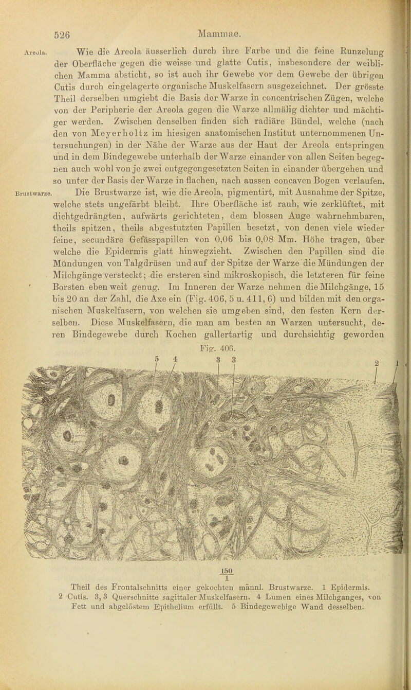 Areola. Wie die Areola iiusserlich durch ihre Farbe unci die feine Runzelung der Oberfliiche gegen die weisse und glatte Cutis, insbesondere der weibli- clien Mamma absticht, so ist auch ibr Gewebe vor dem Gewebe der ubrigen Cutis durch eingelagerte organiscbe Muskelfasern ausgezeicbnet. Der grosste Theil derselben umgiebt die Basis derWarze in concentrischen Ziigen, welche von der Peripherie der Areola gegen die Warze allmalig dichter und machti- ger werden. Zwiscben denselben finden sich radiare Biindel, welche (nach den von Meyerholtz im hiesigen anatomischen Institut unternommenen Un- tersuchungen) in der Nahe der Warze aus der Haut der Areola entspringen und in dem Bindegewebe unterhalb derWarze einandervon alien Seiten begeg- nen auch wohl von je zwei entgegengesetzten Seiten in einander ubergehen und so unter der Basis derWarze inflachen, nach aussen concaven Bogen verlaufen. Brustwarze. Die Brustwarze ist, wie die Areola, pigmentirt, mit Ausnahme der Spitze, welche stets ungefarbt bleibt. Ihre Oberflache ist rauh, wie zerkliiftet, mit dichtgedrangten, aufwarts gerichteten, dem blossen Auge wahrnehmbaren, theils spitzen, theils abgestutzten Papillen besetzt, von denen viele wieder feine, secundare Gefasspapillen von 0,06 bis 0,08 Mm. Hohe tragen, iiber welche die Epidermis glatt hinwegzieht. Zwiscben den Papillen sind die Miindungen von Talgdriisen undauf der Spitze der Warze die Mimdungen der Milchgange versteckt; die ersteren sind mikroskopisch, die letzteren fiir feine Borsten eben weit genug. Im Inneren derWarze nehmen die Milchgange, 15 bis 20 an der Zahl, die Axe ein (Fig. 406, 5 u. 411, 6) und bilden mit den orga- nischen Muskelfasern, von welchen sie umgeben sind, den festen Kern der- selben. Diese Muskelfasern, die man am besten an Warzen untersucht, de- ren Bindegewebe durch Kochen gallertartig und durchsichtig geworden Fig. 40fi. JLJL d w 1R1 mi- 150 1 Theil des Frontalschnitts einor gekochten maunl. Brustwarze. 1 Epidermis. 2 Cutis. 3, 3 Querschnitte sagittaler Muskelfasern. 4 Lumen eines Milchganges, von Fett und abgelostem Epithelium erfiillt. 5 Bindegcwebige Wand desselben.