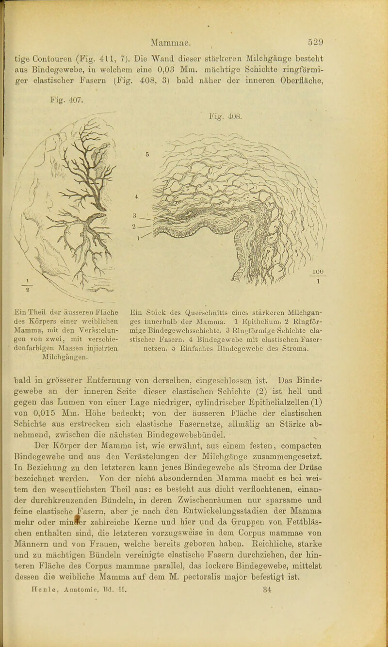 tigo Contourcn (Fig. -ill, 7). Die Wand dieser starkeren Milcligiiuge besteht aus Binclegewebe, iu welchem eino 0,03 Mm. mixchtige Schichte ringformi- ger elastischer Fasern (Fig. 408, 3) bald naher der inneren Oberfiliche, Kir. 407. Fig'. 4U8. Kin Theil der ausseren Elache des Korpers einer weiblichen Mamma, mit den Veras'.elun- gun von zwei, mit verschie- donfarbigen Massen injiuirten Milchgangen. Ein Stuck des Quersclinitts eiues starkeren Milchgan- ges innerhalb der Mamma. 1 Epithelium. 2 Eingfor- mi^e Bindegewebsschichte. 3 Ringformigc Sohichte ela- stischer Easern. 4 Bindegewebe mit elastischen Faser- netzen. 5 Einfaehes Bindegewebe des Stroma. bald in grosserer Eutferuung von derselben, eingescblossen ist. Das Binde- gewebe an der inneren Seite dieser elastiscben Scbicbte (2) ist hell und gegen das Lumen von einer Lage niedriger, cylindrischer Epitbelialzellen (1) von 0,015 Mm. Hohe bedeckt; von der ausseren Flacbe der elastiscben Schicbte aus erstrecken sich elastische Fasernetze, allmalig an Starke ab- nebmend, zwischen die nacbsten Bindegevvebsbiindel. Der Korper der Mamma ist, wie erwabnt, aus einem festen, compacten Bindegewebe und aus den Veriistelungen der Milcbgange zusammengesetzt. In Beziehung zu den letzteren kann jenes Bindegewebe als Stroma der Druse bezeichnet werden. Von der nicht absondernden Mamma macht es bei wei- tem den wesentlichsten Theil aus: es besteht aus dicht verflochtenen, einan- der durchkreuzenden Biindeln, in deren Zwischenraumen nur sparsame und feine elastische Fasern, aber je nach den Entwickelungsstadien der Mamma mehr oder minifer zahlreiche Kerne und hier und da Gruppen von Fettblas- chen enthalten sind, die letzteren vorzugsweise in dem Corpus mammae von Miinnern und von Frauen, welche bereits geboren haben. Reichliche, starke und zu machtigen Biindeln vereinigte elastische Fasern durchziehen, der hin- teren Fliiche des Corpus mammae parallel, das lockere Bindegewebe, mittelst dcssen die weibliche Mamma auf dem M. pectoralis major befestigt ist.