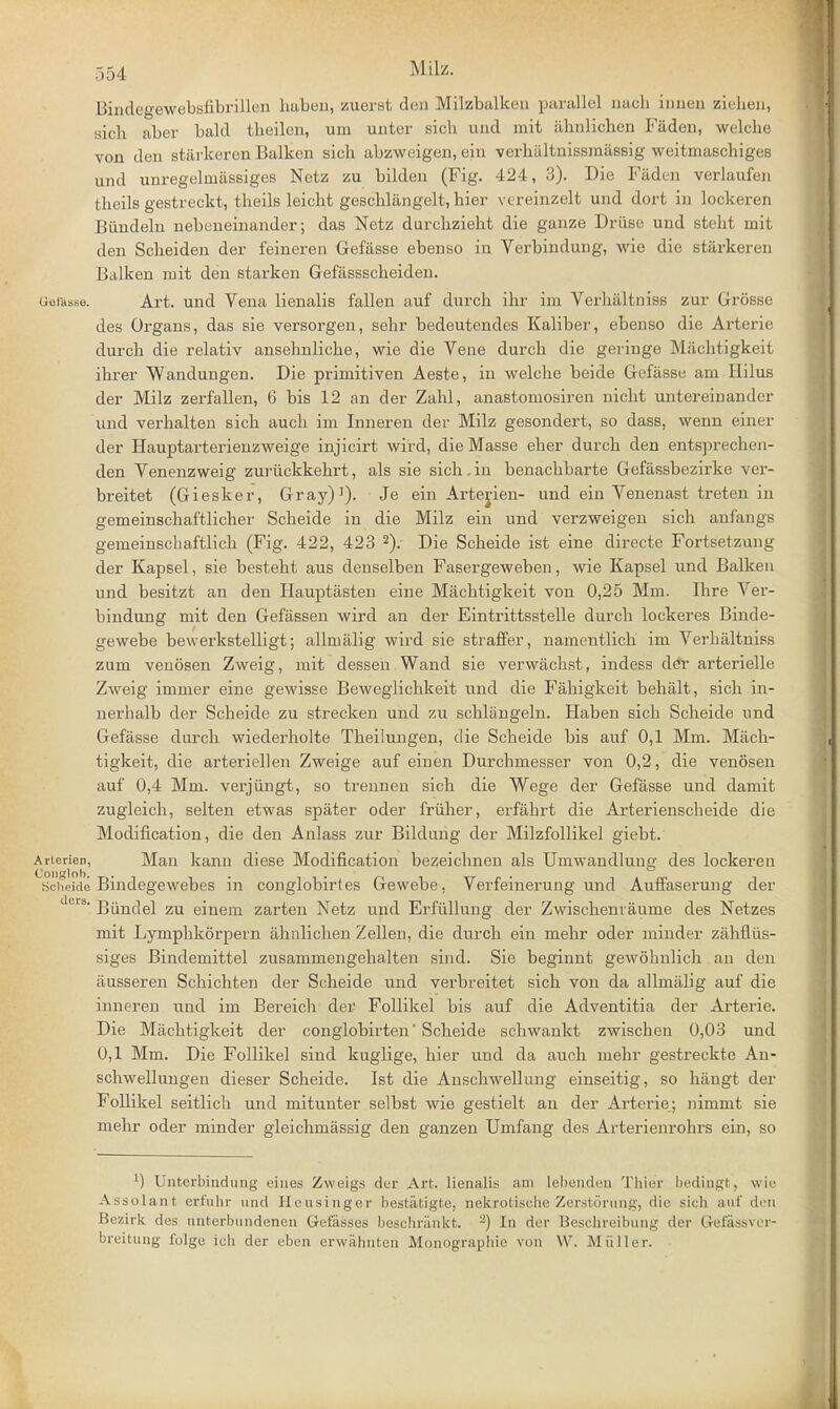 Bindegewebsfibrillen haben, zuerst den Milzbalken parallel nach innen Ziehen, sich aber bald tbeilen, um unter sich und mit ahnlichen Faden, welche von den starkeren Balken sich abzweigen, ein verkiiltnissmassig weitmaschiges und unregelniassiges Netz zu bilden (Fig. 424, 3). Die Faden verlaufen theils gestreckt, theils leieht geschlangelt, hier vcreinzelt und dort in lockeren Biindeln nebeneinander; das Netz durchzieht die ganze Druse und stelit mit den Scheiden der feineren Gefasse ebenso in Verbindung, wie die starkeren Balken mit den starken Gefassscheiden. Gciasse. Art. und Vena lienalis fallen auf durch ihr im Verhaltniss zur Grosse des Organs, das sie versorgen, sehr bedeutendes Kaliber, ebenso die Arterie durch die relativ ansehnliche, wie die Vene durch die geringe Miichtigkeit ihrer Wandungen. Die primitiven Aeste, in welche beide Gefasse am Hilus der Milz zerfallen, 6 bis 12 an der Zahl, anastomosiren nicht untereinander und verhalten sich auch im Inneren der Milz gesondert, so dass, wenn einer der Hauptarterienzweige injicirt wird, die Masse eher durch den entsprechen- den Venenzweig zuruckkehrt, als sie sich.in benachbarte Gefassbezirke ver- breitet (Giesker, Gray)1). Je ein Artejien- und ein Yenenast treten in gemeinschaftlicher Scheide in die Milz ein und verzweigen sich anfangs gemeinscbaftlich (Fig. 422, 423 2); Die Scheide ist eine directe Fortsetzung der Kapsel, sie besteht aus denselben Fasergeweben, wie Kapsel und Balkeu und besitzt an den Hauptasten eine Machtigkeit von 0,25 Mm. Ihre Ver- bindung mit den Gefassen wird an der Eintrittsstelle durch lockeres Binde- gewebe bewerkstelligt; allmalig wird sie straffer, namentlich im Verhaltniss znm venosen Zweig, mit dessen Wand sie verwachst, indess der arterielle Zweig immer eine gewisse Beweglichkeit und die Fahigkeit behalt, sich in- nerhalb der Scheide zu strecken und zu schlangeln. Haben sich Scheide und Gefasse durch wiederholte Theilungen, die Scheide bis auf 0,1 Mm. Mach- tigkeit, die arteriellen Zweige auf ein en Durchmesser von 0,2, die venosen auf 0,4 Mm. verjiingt, so trennen sich die Wege der Gefasse und damit zugleich, selten etwas spater oder friiher, erfahrt die Arterienscheide die Modification, die den Anlass zur Bildung der Milzfollikel giebt. Arterien, Man kanii diese Modification bezeichnen als Umwandlung des lockereu Schokio Bindegewebes in conglobirtes Gewebe, Verfeinerung und Auffaserung der dcis' Biindel zu einem zarten Netz und Erfiillung der Zwischenvaume des Netzes mit Lymphkorpern ahnlichen Zellen, die durch ein mehr oder minder zahfliis- siges Bindemittel zusammengehalten sind. Sie beginnt gewohnlich an den ausseren Schichten der Scheide und verbreitet sich von da allmalig auf die inneren und im Bereich der Follikel bis auf die Adventitia der Arterie. Die Machtigkeit der conglobirten Scheide schwankt zwischen 0,03 und 0,1 Mm. Die Follikel sind kuglige, hier und da auch mehr gestreckte An- schwellungen dieser Scheide. Ist die Anschwellung einseitig, so hangt der Follikel seitlich und mitunter selbst wie gestielt an der Arterie; nimmt sie mehr oder minder gleichmassig den ganzen Umfang des Arterienrohrs ein, so ^ Unterbiudung eines Zvveigs der Art. lienalis am lebend™ Thier bedlngt, wie Assolant erfnhr und Hcusinger bestatigte, nekrotische Zerstorung, die sich .nil' dm Bezirk des cinterbundenen Gelasses beschrankt. a) In dor Beschreibung der Gefassvcr- breitung folgo ich der eben erwahnten Monographic von W. M filler.