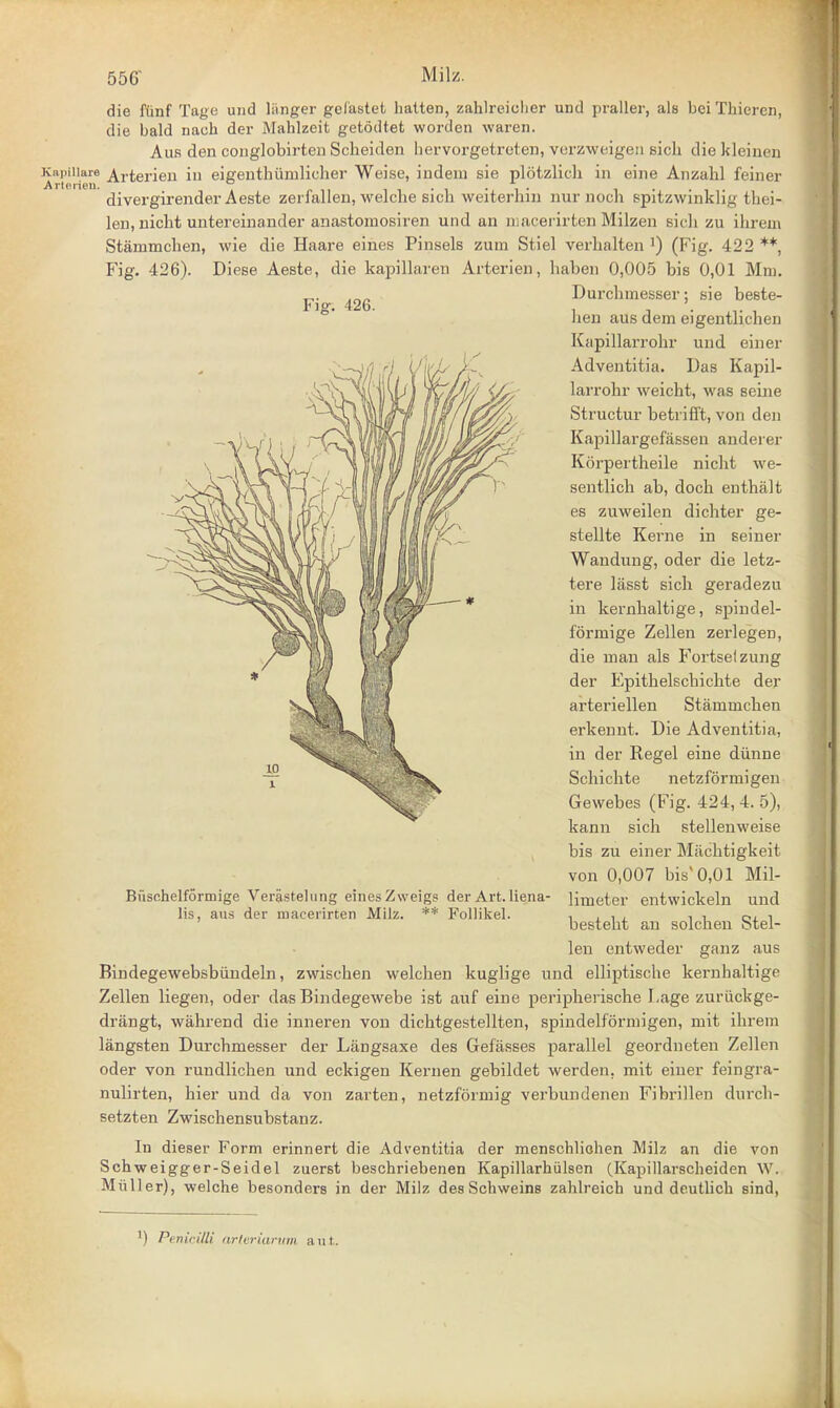 Fier. 426. die fiinf Tage und liinger gefastet hatten, zahlreiclier und praller, als bei Thieren, die bald naeh der Mahlzeit getodtet worden waren. Aus den conglobirten Scbeiden hervorgetreten, verzweigen sich die kleinen KapUiare Arterien in eigenthiimlicher Weise, indem sie plotzlich in eine Anzahl feiner divergirender Aeste zerfallen, welche sicb weiterhin nur noch spitzwinklig thei- len, nicht untereinander anastomosiren und an macerirten Milzen sich zu ihrem Stammchen, wie die Haare eines Pinsels zum Stiel verhalten J) (Fig. 422 **, Fig. 426). Diese Aeste, die kapillaren Arterien, haben 0,005 bis 0,01 Mm. Durchmesser; sie beste- hen aus dem eigentlichen Kapillarrohr und einer Adventitia. Das Kapil- larrohr weicht, was seine Structur betrifft, von den Kapillargefassen anderer Korpertheile nicht we- sentlich ab, docb enthalt es zuweilen dichter ge- stellte Kerne in seiner Wandung, oder die letz- tere lasst sich geradezu in kernhaltige, spindel- formige Zellen zerlegen, die man als Fortselzung der Epithelschichte der arteriellen Stammchen erkennt. Die Adventitia, in der Regel eine diinne Schichte netzformigen Gewebes (Fig. 424, 4. 5), kann sich stellenweise bis zu einer Machtigkeit von 0,007 bisv0,01 Mil- limeter entwickeln und besteht an solchen Stel- len entweder ganz aus Bindegewebsbiindeln, zwischen welchen kuglige und elliptische kernhaltige Zellen liegen, oder das Bindegewebe ist auf eine peripherische Lage zuriickge- drangt, wahrend die inneren von dichtgestellten, spindelformigen, mit ihrem langsten Durchmesser der Langsaxe des Gefasses parallel geordueten Zellen oder von rundlichen und eckigen Kernen gebildet werden. mit einer feingra- nulirten, hier und da von zarten, netzformig verbundenen Fibrillen durch- setzten Zwischensubstanz. In dieser Form erinnert die Adventitia der menschlichen Milz an die von Schweigger-Seidel zuerst beschriebenen Kapillarhiilsen (Kapillarscheiden W. Miiller), welche besonders in der Milz des Schweins zahlreich und deutlich sind, Biischelformige Verastelung eines Zweigs der Art. liena- lis, aus der macerirten Milz. ** Follikel. ') Penicilli arteriarum nut.