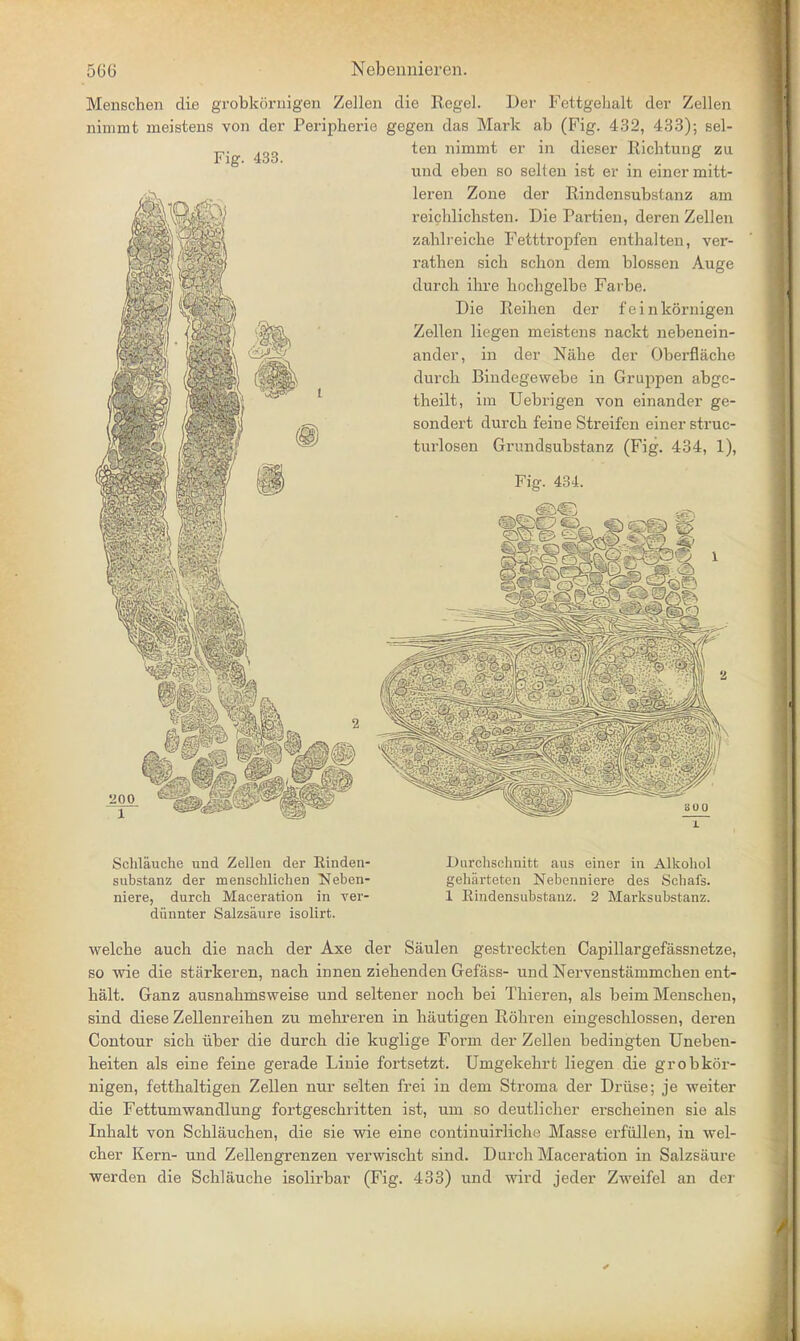 Menschen die grobkcirnigen Zellen die Kegel. Der Fettgehalt der Zellen ninimt ineistens von der Peripherie gegen das Mark ab (Fig. 432, 433); Bel- ten nimmt er in dieser Richtung zu Fig. 433. und eben so sell en ist er in einer mitt- leren Zone der Rindensubstanz am reichlichsten. Die Partien, deren Zellen zahlreiche Fetttropfen enthalten, ver- rathen sich schon dem blossen Auge durch ibre hocbgelbe Farbe. Die Reihen der feinkornigen Zellen liegen meistons nackt nebenein- ander, in der Nabe der Oberflache durcli Bindegewebe in Gruppen abgc- theilt, im Uebrigen von einander ge- sondert durcb feine Streifen einer struc- tnrlosen Grundsubstanz (Fig. 434, 1), Fig. 434. 4*' •; BOO 1 Schlauche und Zellen der Rinden- substanz der menschlichen Neben- niere, durch Maceration in ver- diinnter Salzsaure isolirt. Durchschnitt aus einer in Alkohol geharteten Nebenniere des Schafs. 1 Rindensubstanz. 2 Marksubstanz. welcbe auch die nacb der Axe der Saulen gestreckten Capillargefassnetze, so wie die starkeren, nacb innen ziebenden Gefass- und Nervenstammcken ent- halt. Ganz ausnabmsweise und seltener nocb bei Tbieren, als beim Menschen, sind diese Zellenreihen zu mehreren in hautigen Rohren eingeschlossen, deren Contour sich uber die durch die kuglige Forni der Zellen bedingten Uneben- heiten als eine feine gerade Linie fortsetzt. Umgekehrt liegen die grobkor- nigen, fetthaltigen Zellen nur selten frei in dem Stroma der Driise; je weiter die Fettumwandlung fortgeschritten ist, um so deutlicher erscheinen sie als Inhalt von Schlauchen, die sie wie eine continuirlich;3 Masse erfullen, in wel- cher Kern- und Zellengrenzen verwischt sind. Durch Maceration in Salzsaure werden die Schlauche isolirbar (Fig. 433) und wird jeder Zweifel an der