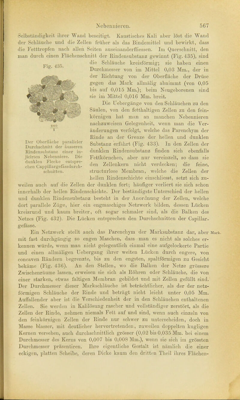 .•Vlbstandigkeit Hirer Wand beseitigt. Kaustisckes Kali aber lost die Wand der Schlauohe und die Zellen fruher als das Bindemittel and bewirkt, duss die l-V'tttropi'cii iinch alien Seiten auseinajiderfliessen. Im Quersohnitt, den man durch einen Fliichenschnitt der Rindensubstanz gewinnt (Fig. 435), sind die Scbliiucke kreisformig; sie liabon einen Durckmesser von im Mittel 0,03 Mm., der in der Ricktung von der Oberflache der Druse gegen das Mark allmalig abnimmt (von 0,05 bis auf 0,015 Mm.); beim Neugeborenen sind sie im Mittel 0,016 Mm. breit. Die Uebergange von den Scklaucken zu den Sjiulen, von den fetthaltigen Zellen zu den fein- kornigen bat man an manchen Nebennieren nackzuweisen Gelegenbeit, wenn man die Ver- iindeniugen verfolgt, welche das Parencbym der Rinde an der Grenze der kellen und dunklen Substanz erfakrt (Fig. 433). In den Zellen der dunklen Rindensubstanz finden sick ebenfalls Fettkorncken, aber nur vereinzelt, so dass sie den Zellenkern nicbt verdecken; die feine, structurlose Membran, welche die Zellen der hellen Rindenschicbte einscbliesst, setzt sick zu- weilen auch auf die Zellen der dunklen fort; kaufiger verliert sie sick sckon innerkalb der kellen Rindensckickte. Der bestandigste Untersckied der kellen und dunklen Rindensubstanz bestekt in der Anordnung der Zellen, welcke dort parallele Ziige, kier ein engmasckiges Netzwerk bilden, dessen Liicken kreisrund und kaum breiter, oft sogar sckmaler sind, als die Balken des Netzes (Fig. 432). Die Liicken entsprecken den Durckscknitten der Capillar- gefasse. Ein Netzwerk stellt auck das Parenckym der Marksubstanz dar, aber Mark, mit fast durckgiingig so engen Mascken, dass man es nickt als solckes er- kennen wiirde, wenn man nickt gelegentlick einmal eine aufgelockerte Partie und einen allmixligen Uebergang ikrer weiten Liicken durck engere, von concaven Randern begrenzte, bis zu den engsten, spaltformigen zu Gesickt bekiime (Fig. 436). An den Stellen, wo die Balken der Netze grossere Zwischenriiume lassen, erweisen sie sick als Rokren oder Scklaucke, die von einer starken, etwas faltigen Memkran gebildet und mit Zellen gefiillt sind. Der Durckmesser dieser Markscklaucke ist betracbtlicker, als der der netz- formigen Scklaucke der Rinde und betragt nickt leickt unter 0,05 Mm. Auffallender aber ist die Vcrsckiedenkeit der in den Scklaucken entkaltenen Zellen. Sie werden in Kalilosung rascker und vollstiindiger zerstort, als die Zellen der Rinde, nekmen niemals Fett auf und sind, wenn auck einzeln von den feinkornigen Zellen der Rinde nur sckwer zu untersckeiden, dock in Masse blasser, mit deutlicker kervortretenden, zuweilen doppelten kugligen Kernen verseken, auck durckscknittlicli grosser (0,02 bis 0,035 Mm. bei einem Durckmesser des Kerns von 0,007 kis 0,008 Mm.), wenn sie sick im grossten Durckmesser priisentiren. Dire eigentlicke Gestalt ist niimlick die einer eckigcn, plattcn Sckeibe, deren Dicke kaum den dritten Tkeil ikres Fliicken- Fig. 435. Der Oberfliiche paralleler Durchschnitt der aussereh Rindensubstanz einer in- jicirten Nebenniere. Die dunklen Flecke entspre- chen Catppillargefassdjirch- schnitten.